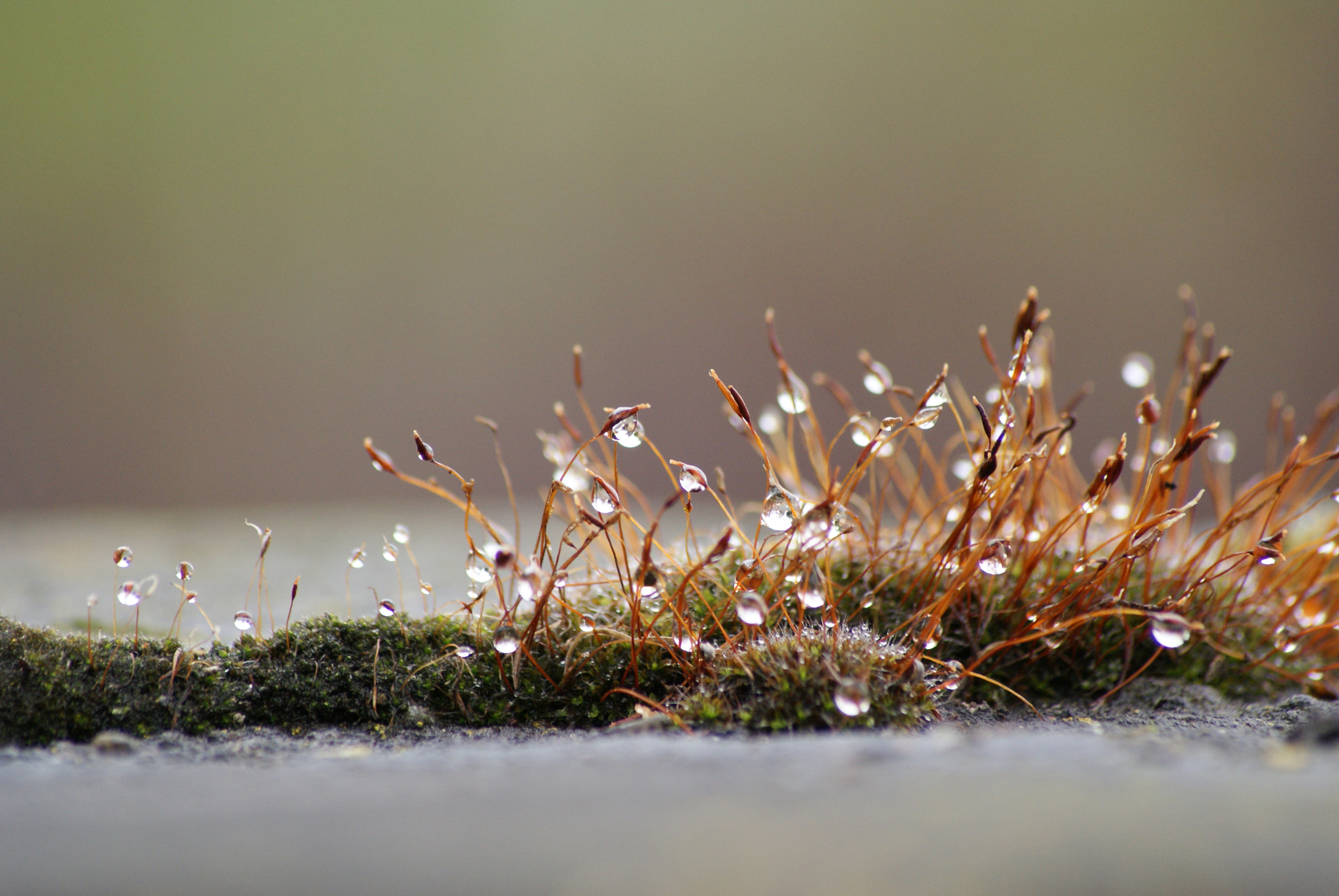 Sony Alpha DSLR-A300 + Sony DT 55-200mm F4-5.6 SAM sample photo. Mousse et perles d'eau photography