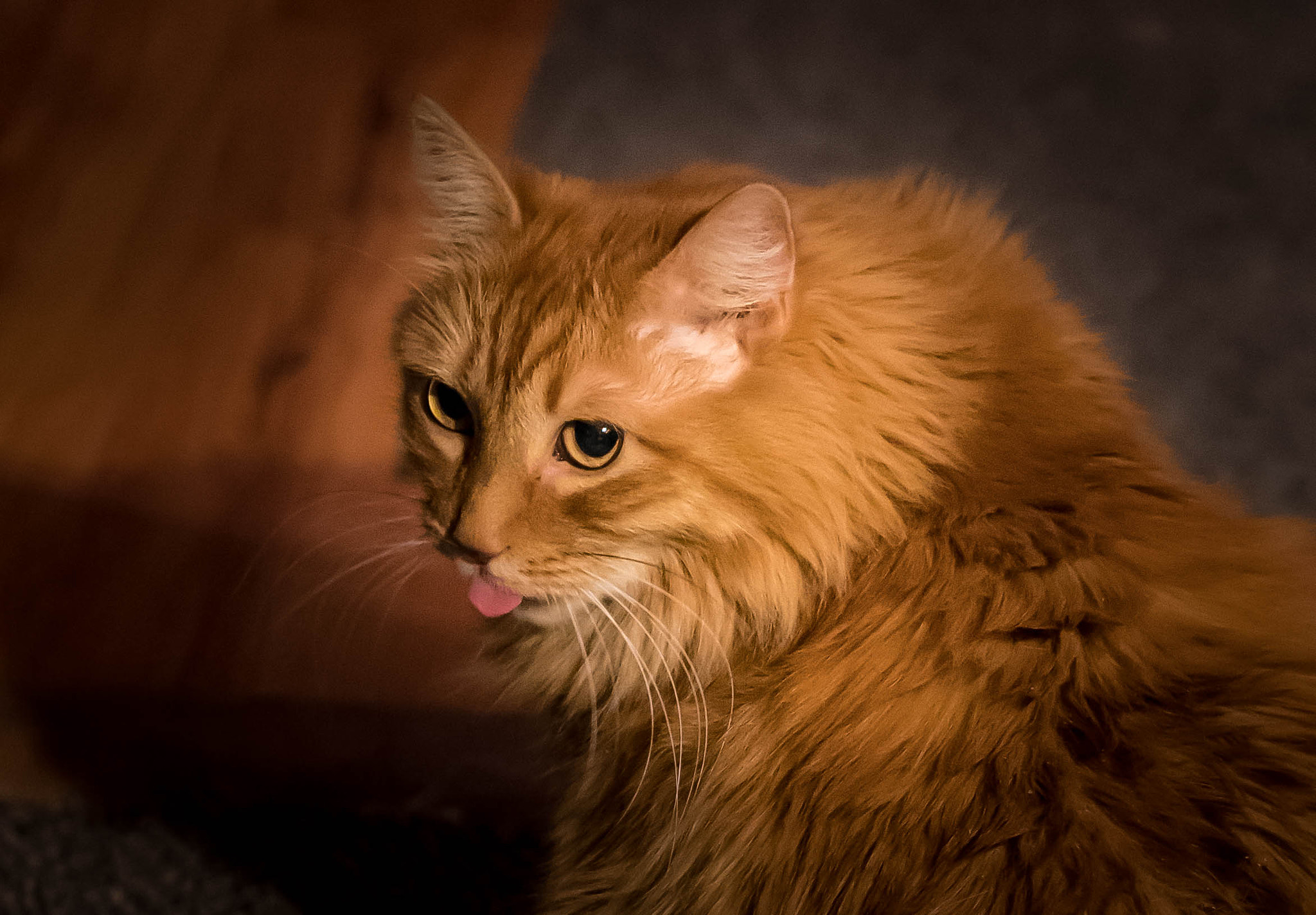 E 50mm F1.8 OSS sample photo. Attitude photography