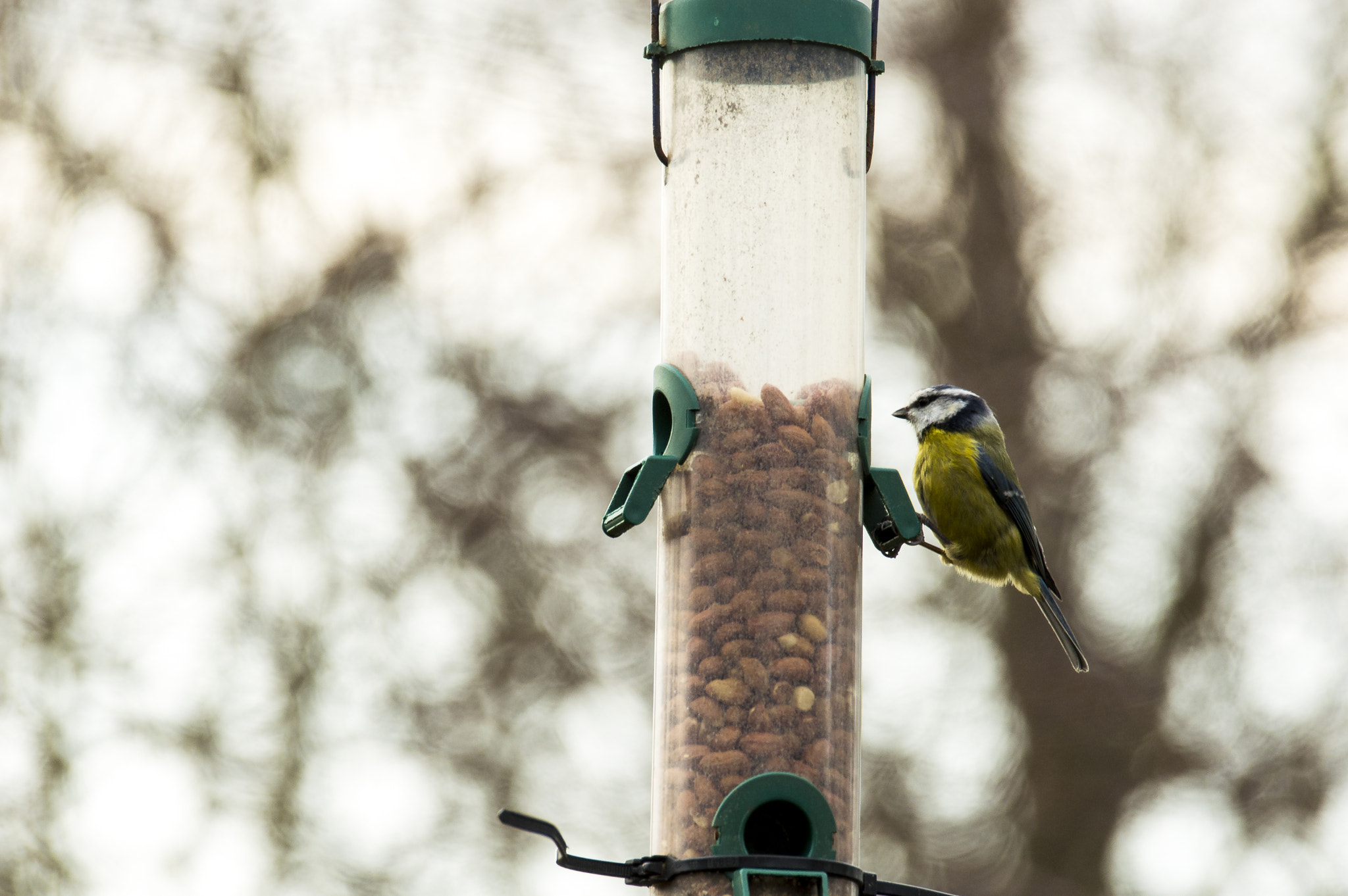 Sigma 120-400mm F4.5-5.6 DG OS HSM sample photo. Blue tit photography