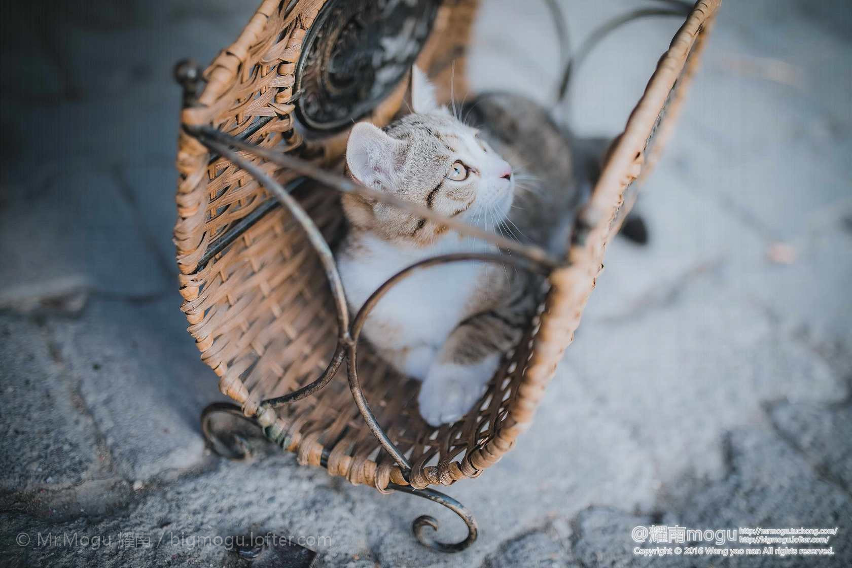 Sigma 35mm F1.4 DG HSM Art sample photo.  #旅行图说365#020 土耳其是喵星人的世界，它们逍遥自得的样子真的好像我们才是误闯入它们世界的... photography