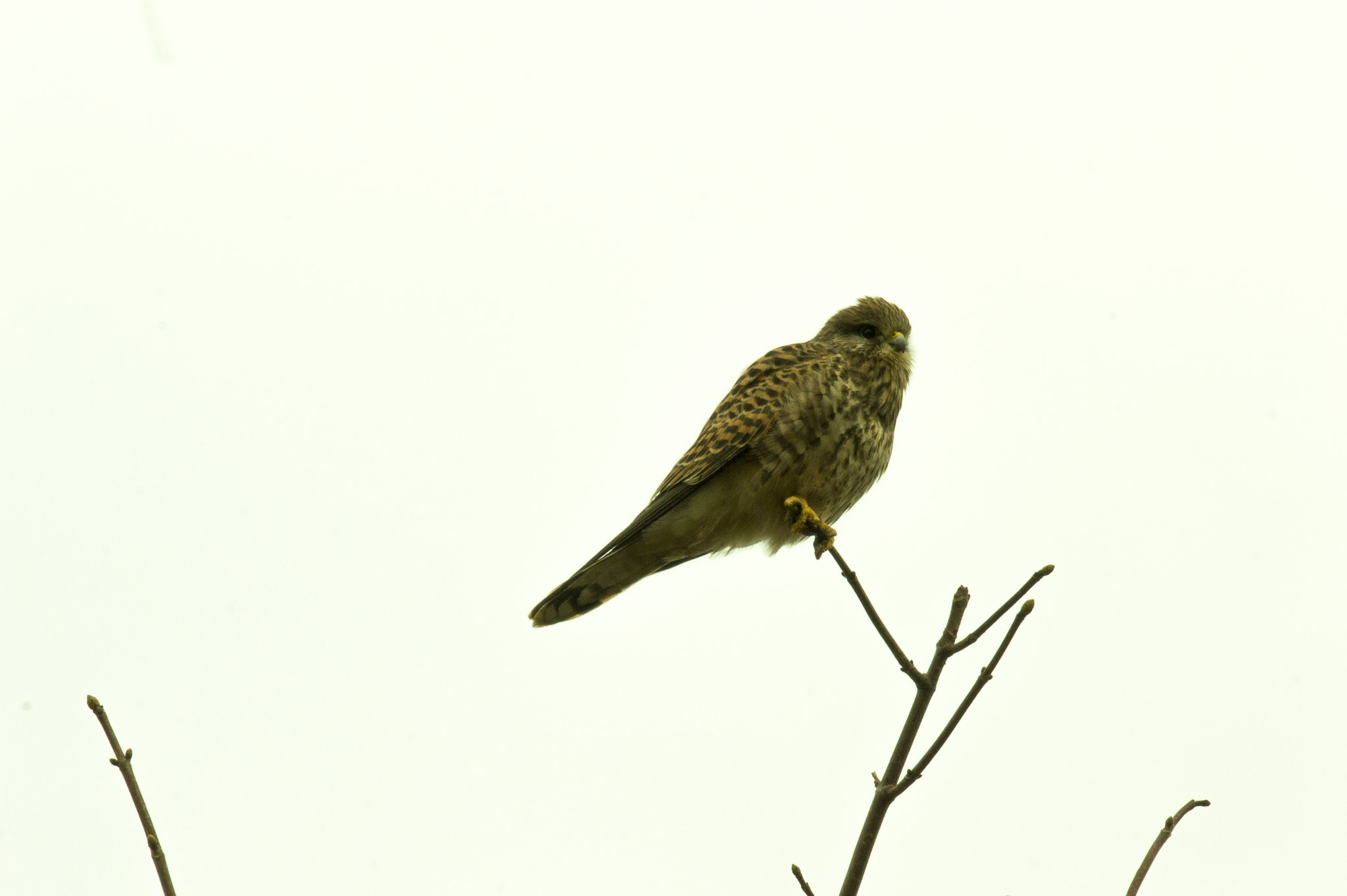Sigma 120-400mm F4.5-5.6 DG OS HSM sample photo. Kestrel photography