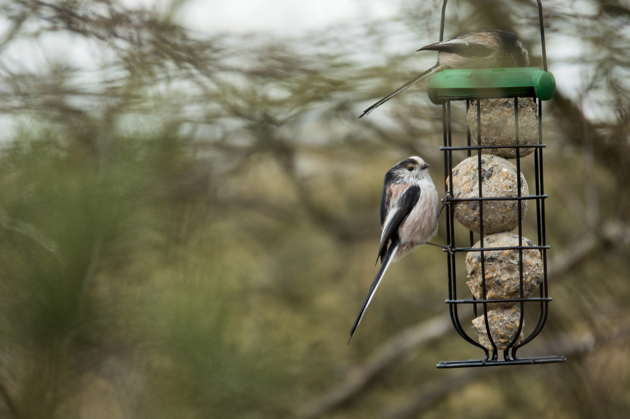 Sigma 120-400mm F4.5-5.6 DG OS HSM sample photo. Black and white bird photography