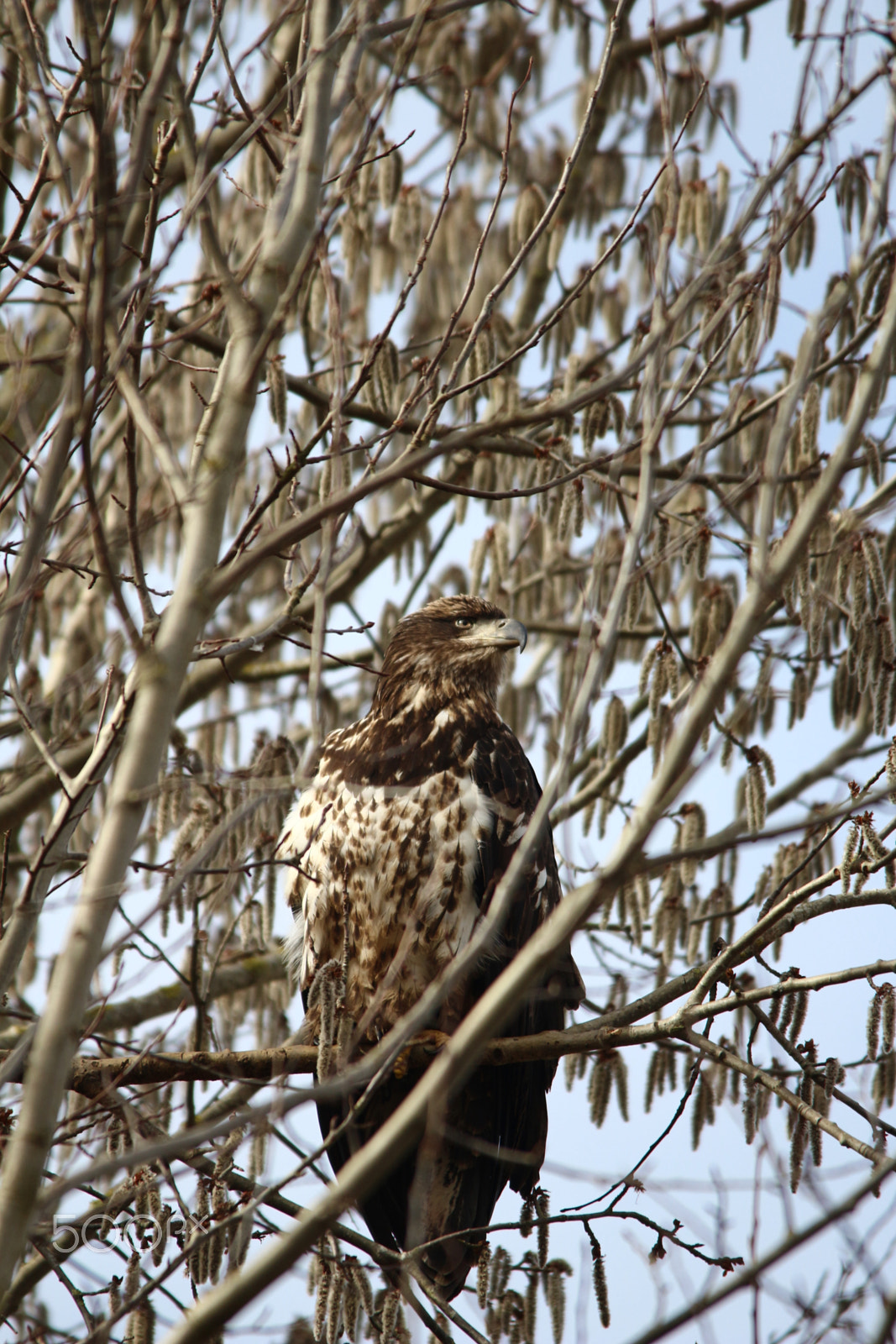 Sigma 150-500mm F5-6.3 DG OS HSM sample photo. Brown camouflage eagle photography