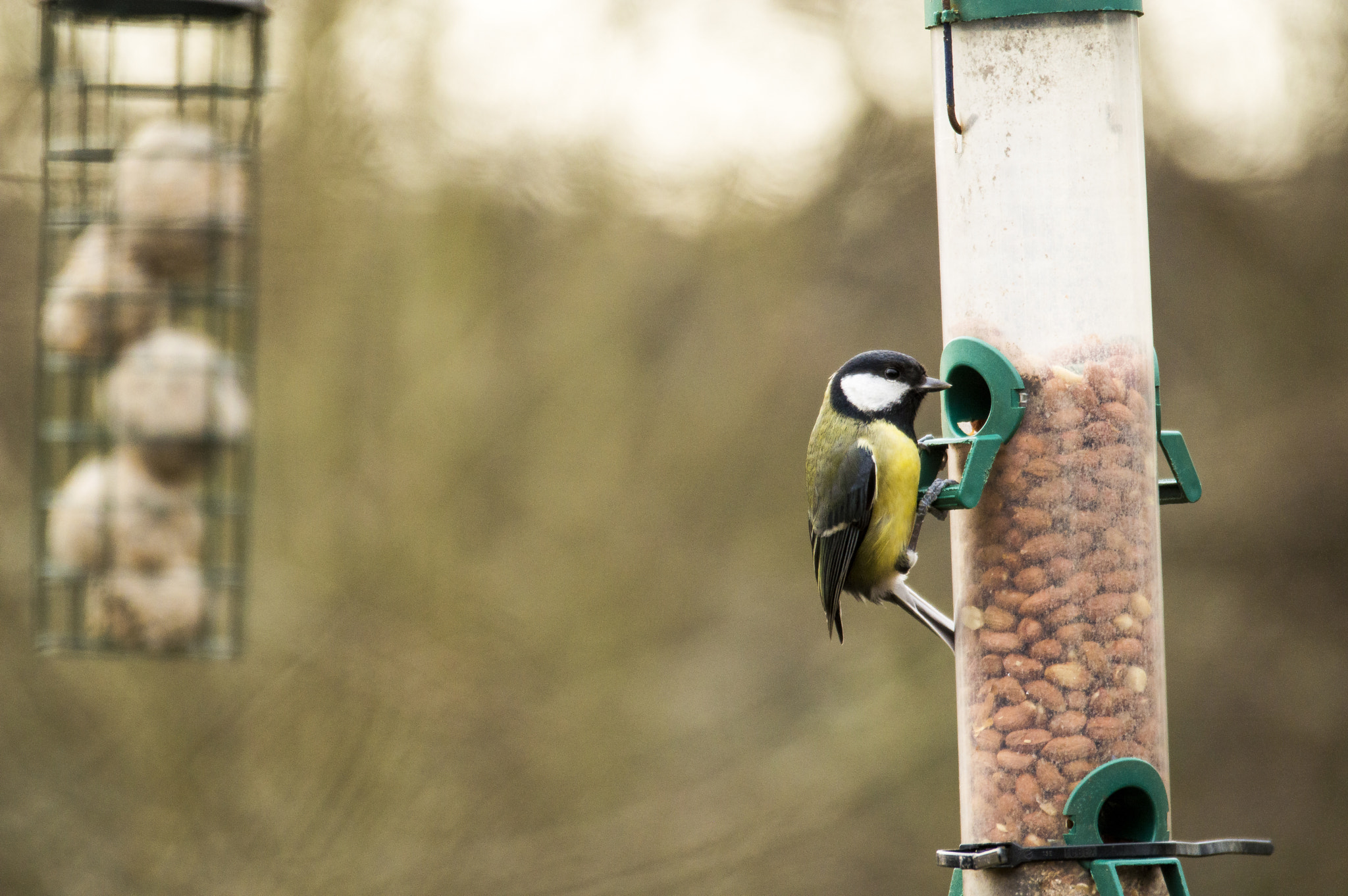 Sigma 120-400mm F4.5-5.6 DG OS HSM sample photo. Yellow and black bird photography