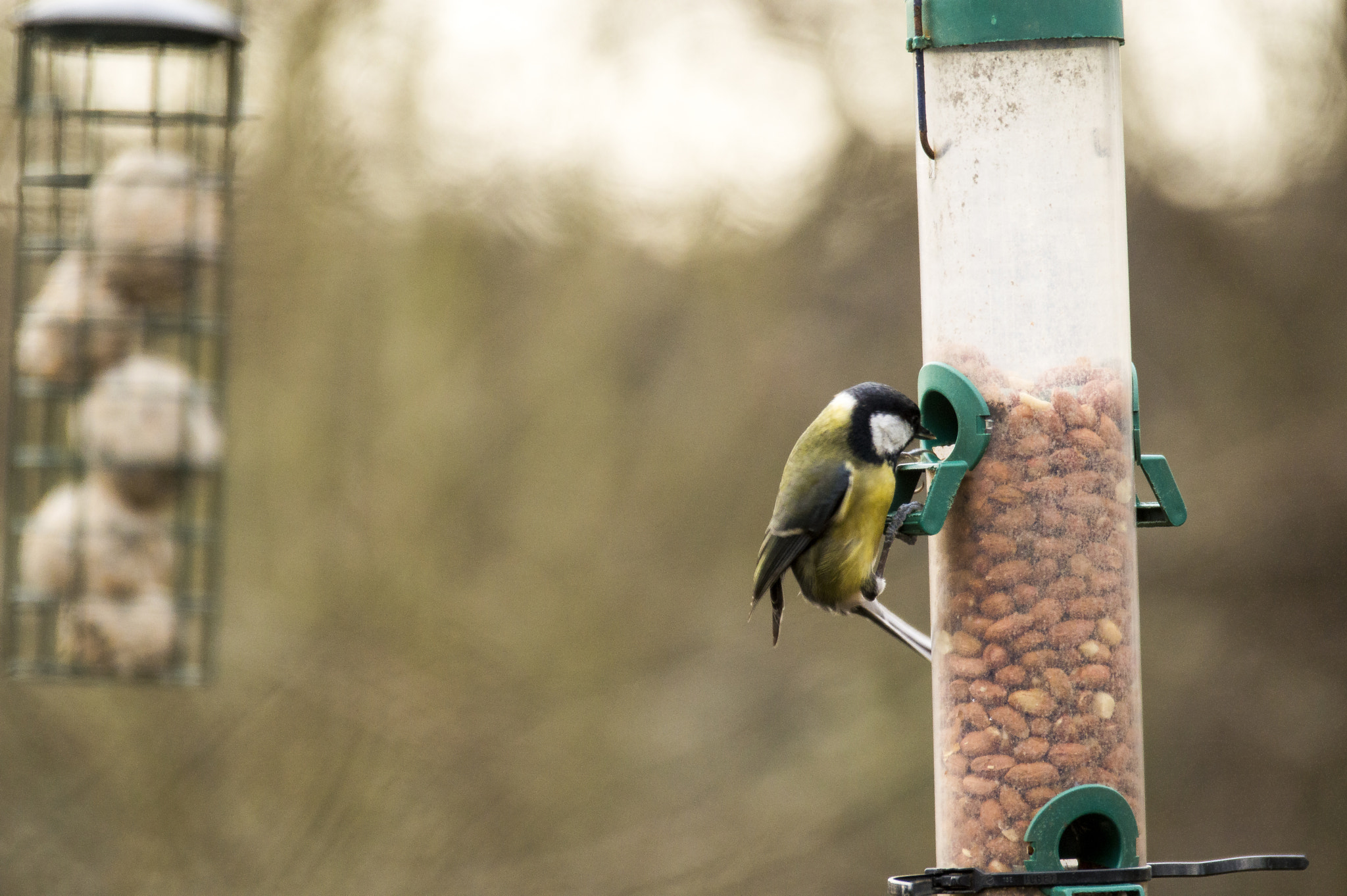 Sigma 120-400mm F4.5-5.6 DG OS HSM sample photo. Yellow and black bird 2 photography