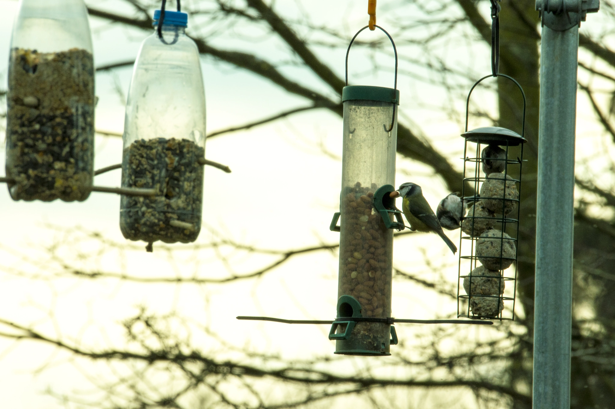 Sigma 120-400mm F4.5-5.6 DG OS HSM sample photo. Blue tit eating photography