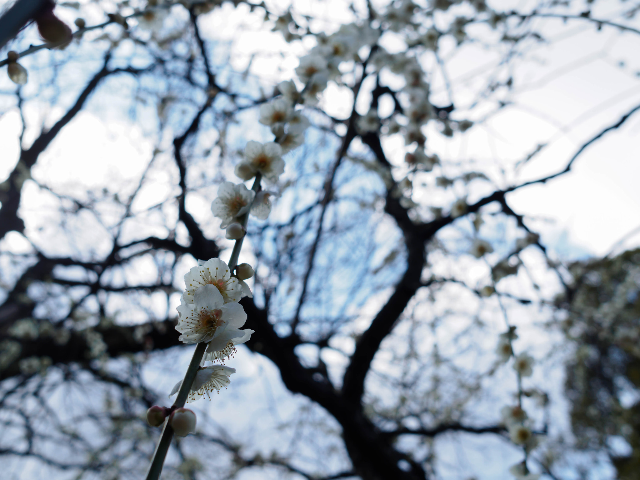 Olympus PEN E-PL6 + Sigma 19mm F2.8 DN Art sample photo. Weeping photography