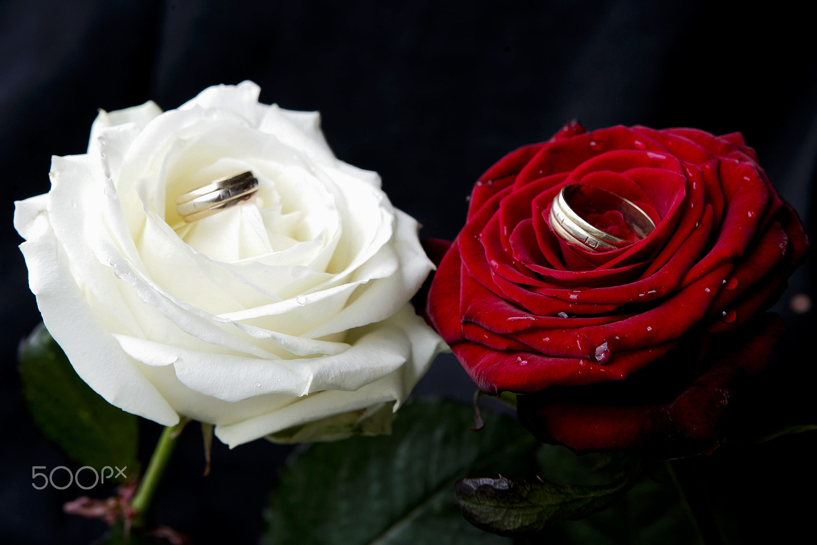 Canon EOS-1D Mark II + Canon EF 24-70mm F2.8L USM sample photo. Ring roses photography