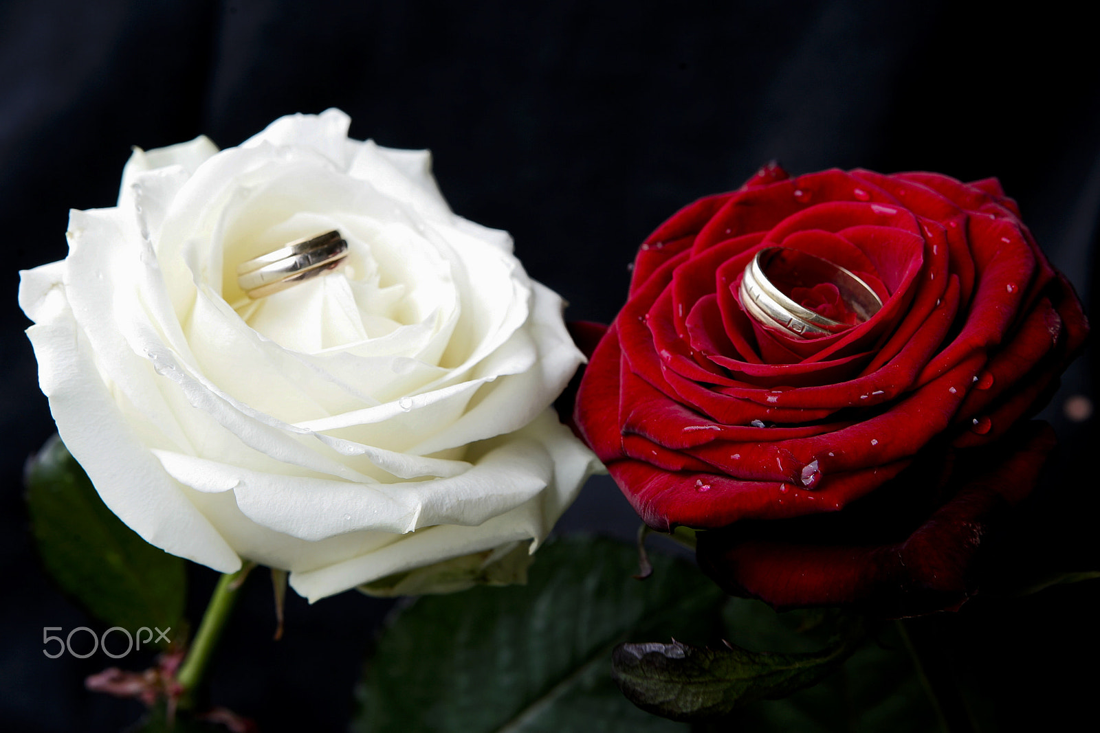 Canon EOS-1D Mark II sample photo. Ring roses photography