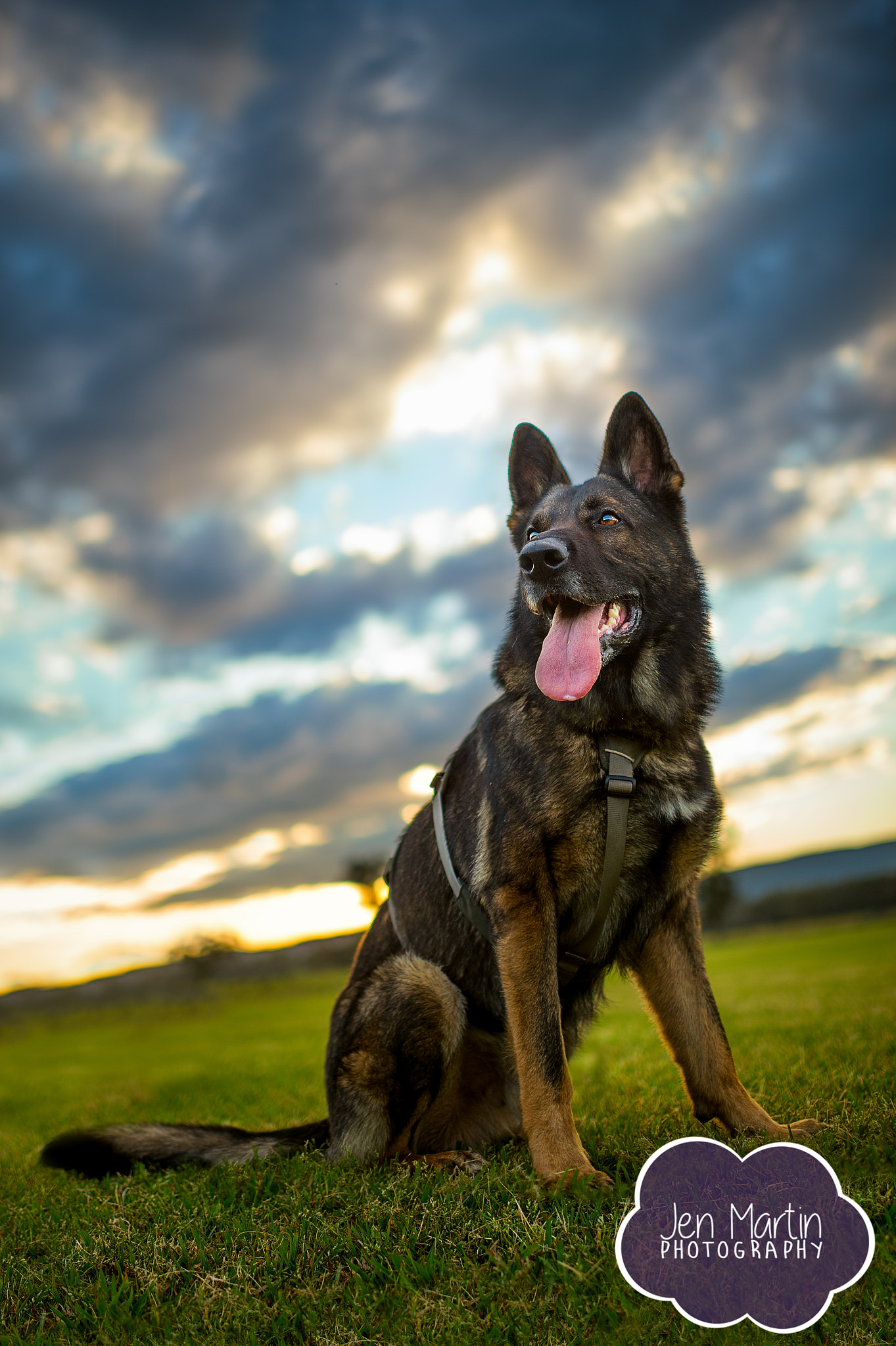 Nikon D4S + Nikon AF-S Nikkor 35mm F1.4G sample photo. German shepherd at sunset photography