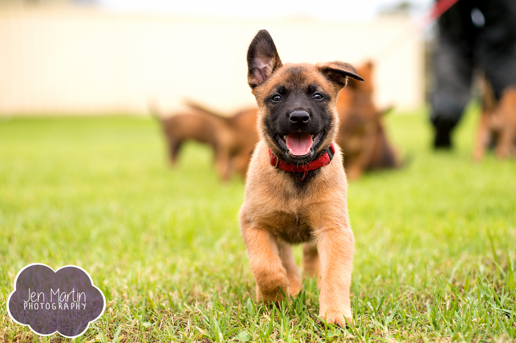 Nikon AF-Nikkor 80-200mm F2.8D ED sample photo. Belgian malinois puppy running photography
