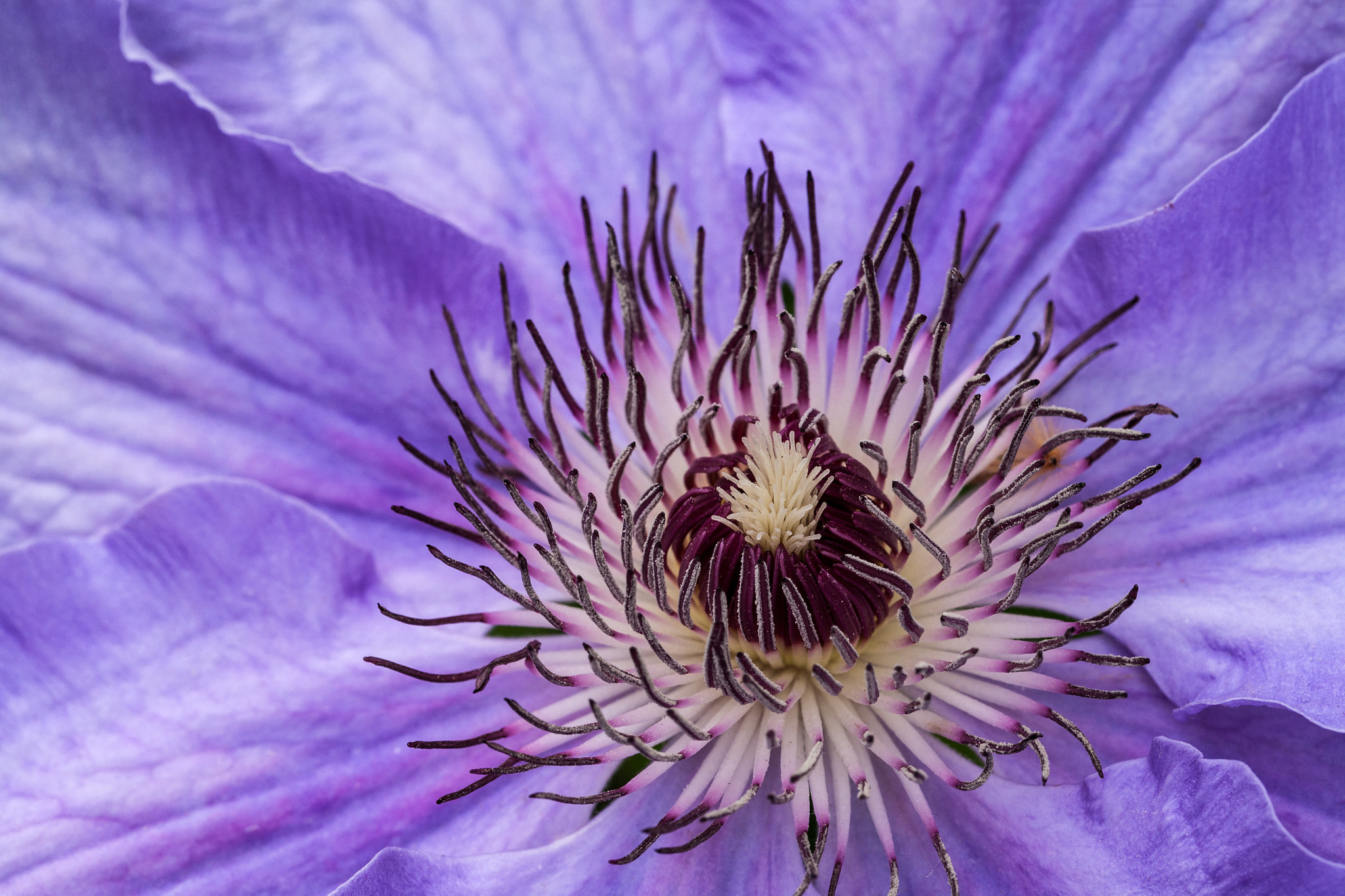 Canon EOS 5D + Canon EF 100mm F2.8L Macro IS USM sample photo. Purple clematis photography