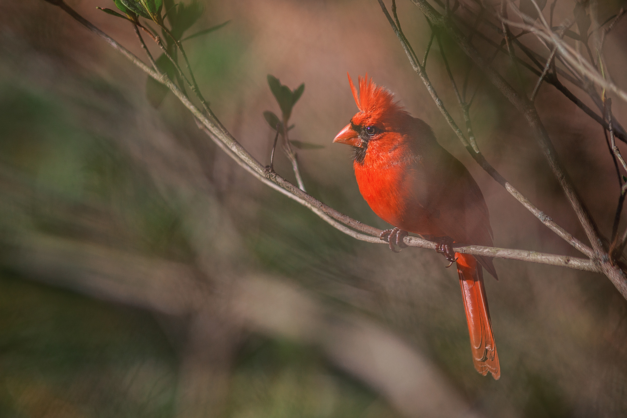 Canon EF 200mm f/2.8L II + 2x sample photo. Hiding in plain sight photography