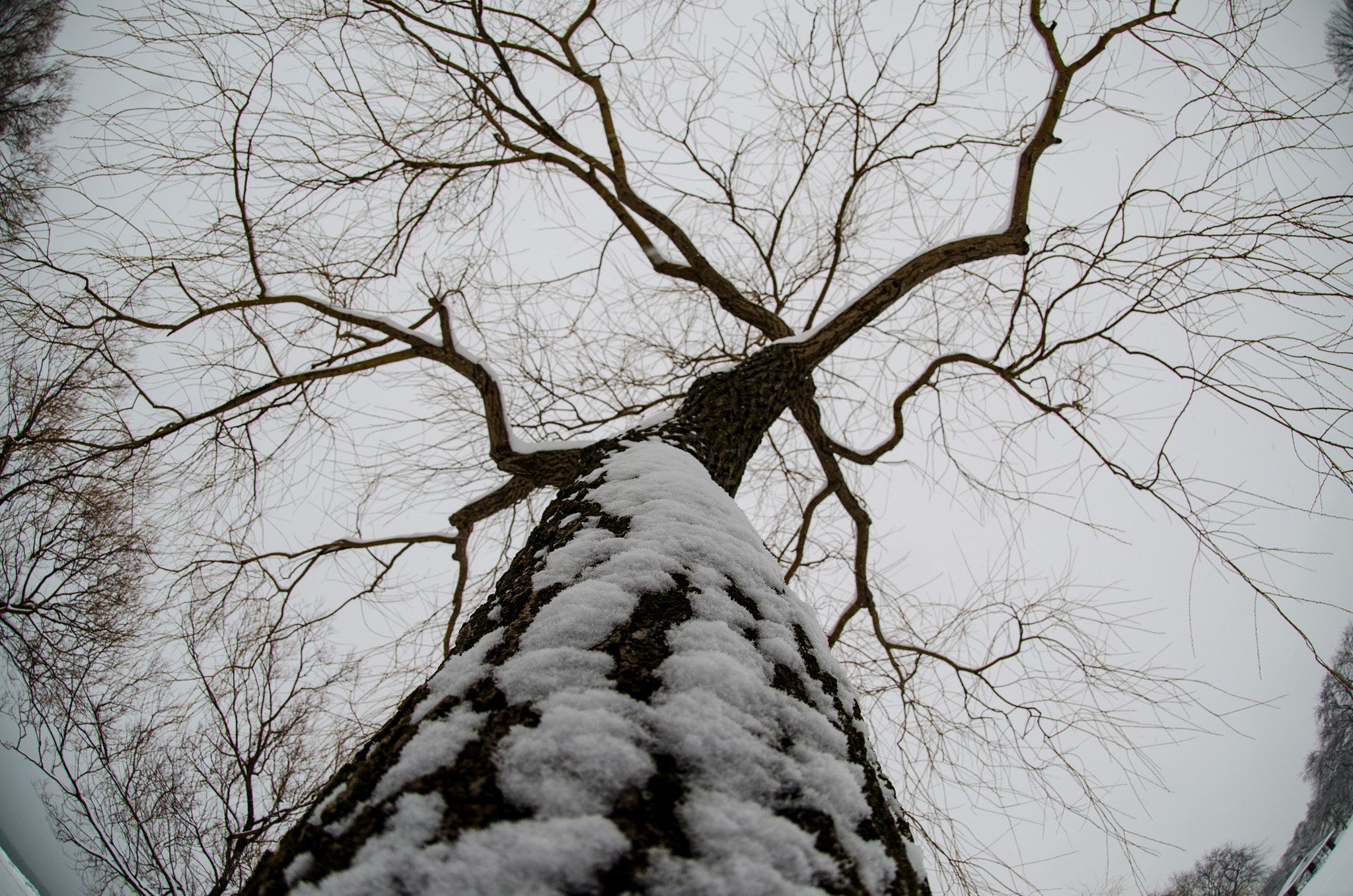 Nikon AF DX Fisheye-Nikkor 10.5mm F2.8G ED sample photo. Circled in tree photography
