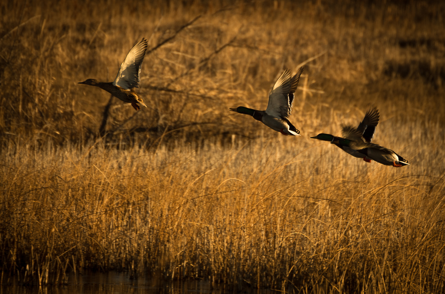 Tamron SP 35mm F1.8 Di VC USD sample photo. Ducks taking off photography
