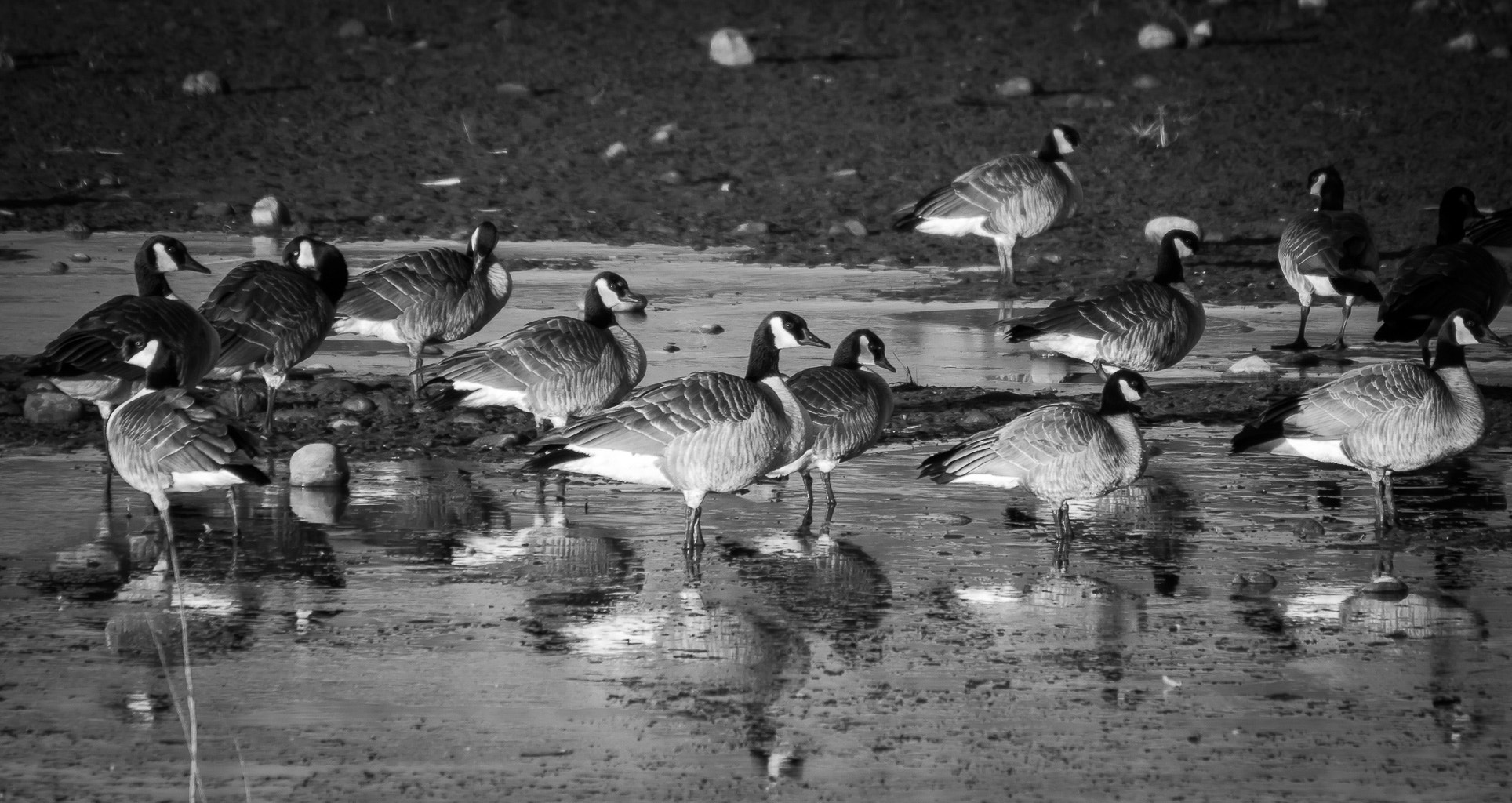 Canon EOS 700D (EOS Rebel T5i / EOS Kiss X7i) + Tamron SP 35mm F1.8 Di VC USD sample photo. Canada geese reflections photography