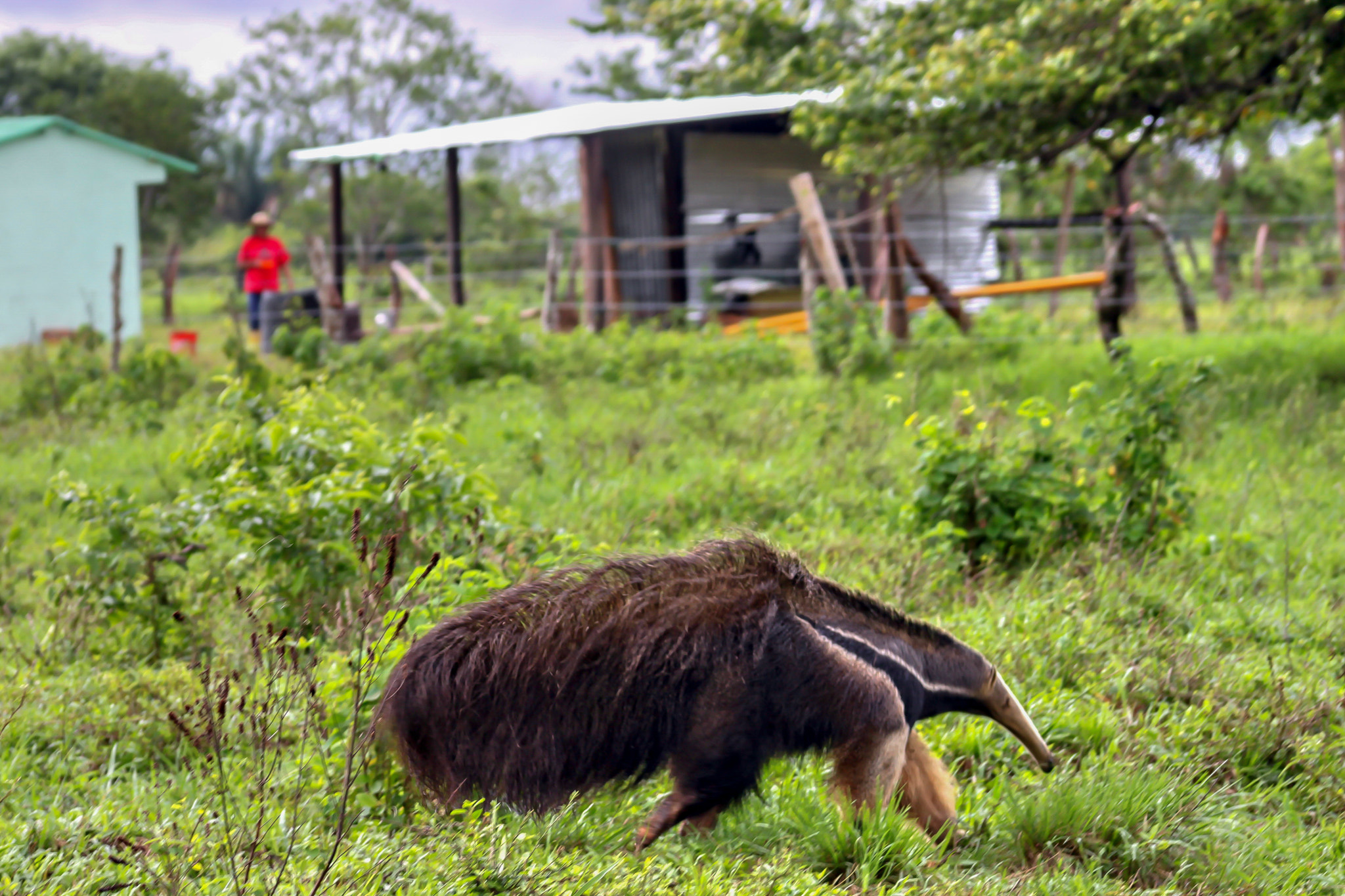 Canon EF 100-300mm F4.5-5.6 USM sample photo. Colombian giant anteater photography