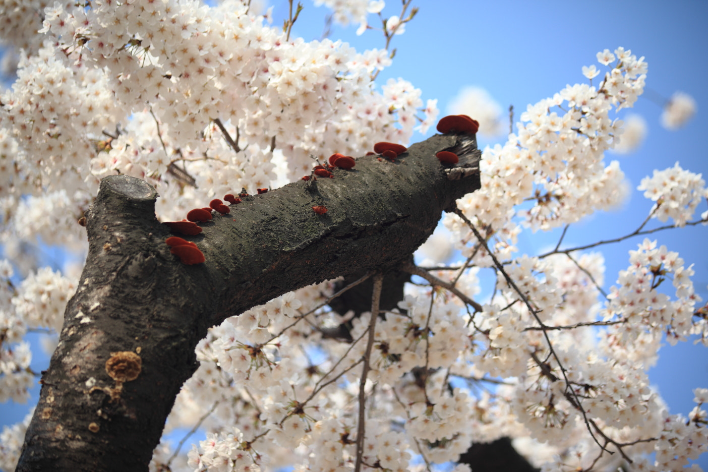 Canon EF 80-200mm f/2.8L sample photo. Double blossom photography