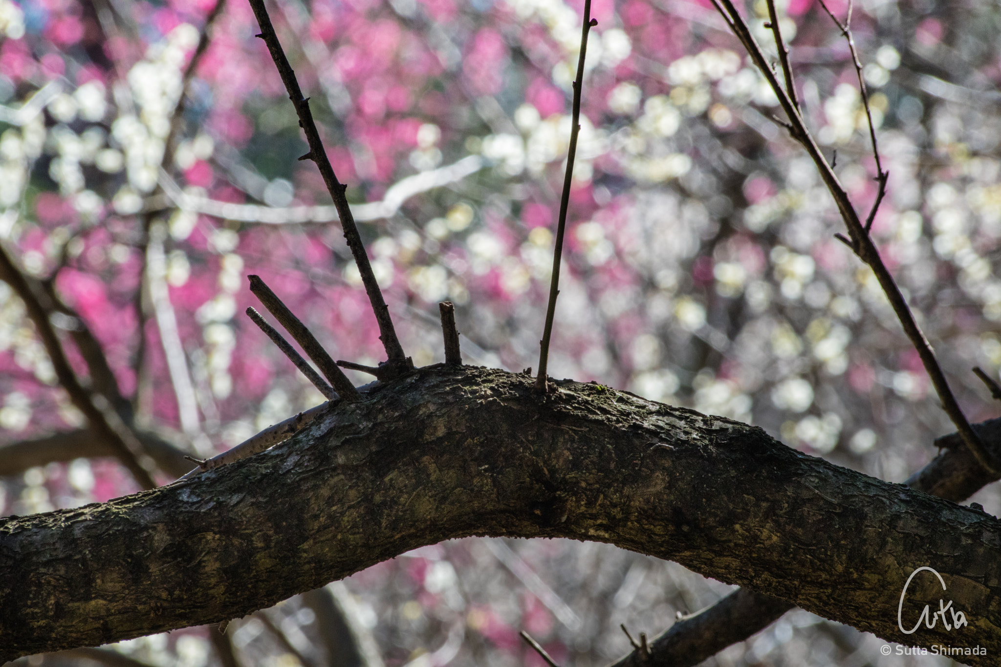 Canon EOS M3 + Sigma 50-200mm F4-5.6 DC OS HSM sample photo. Plum branch photography
