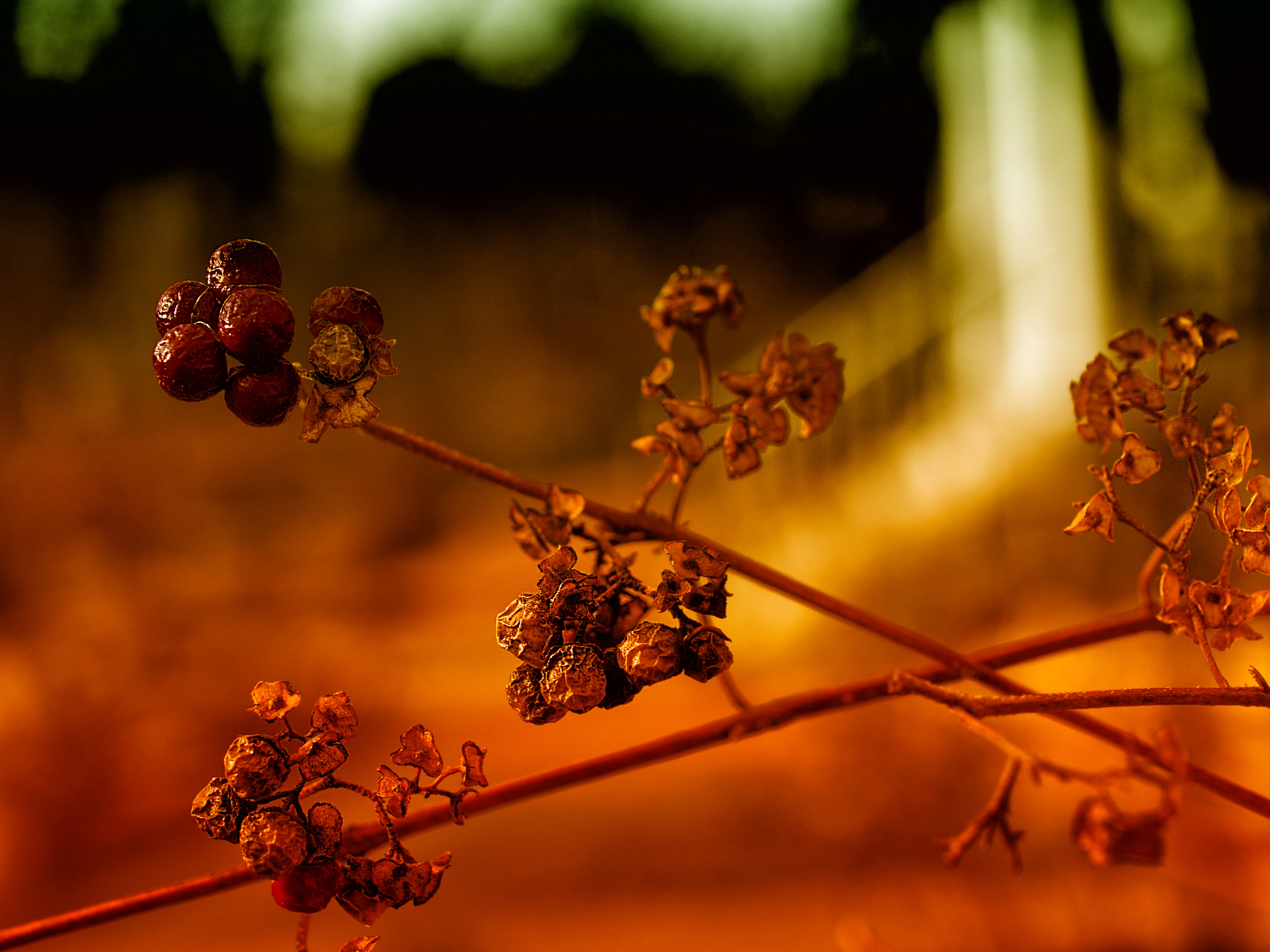 Olympus PEN E-PL5 + OLYMPUS 35mm Lens sample photo. Berries 10 photography