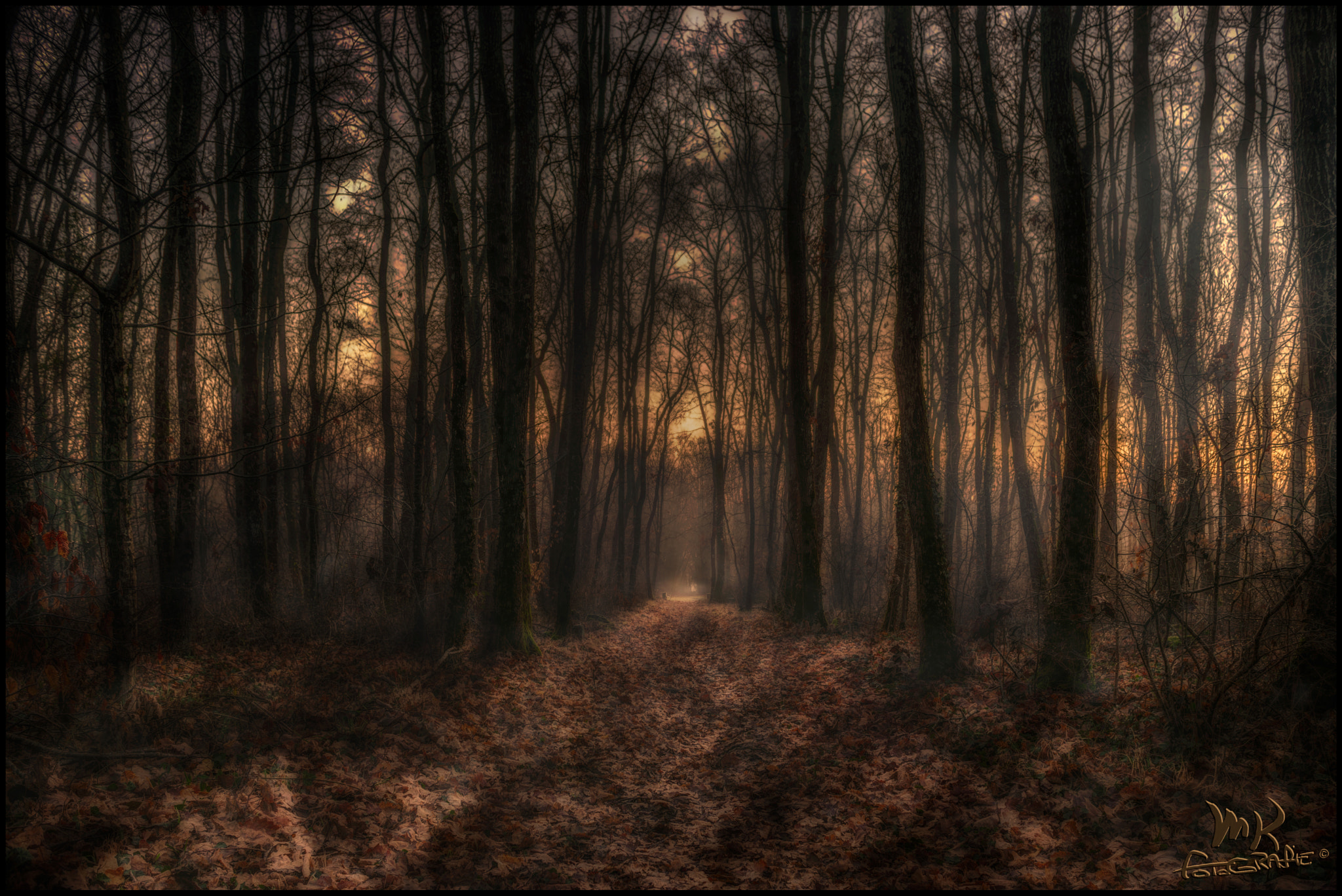 Nikon D600 + AF Nikkor 28mm f/2.8 sample photo. Magical forrest photography