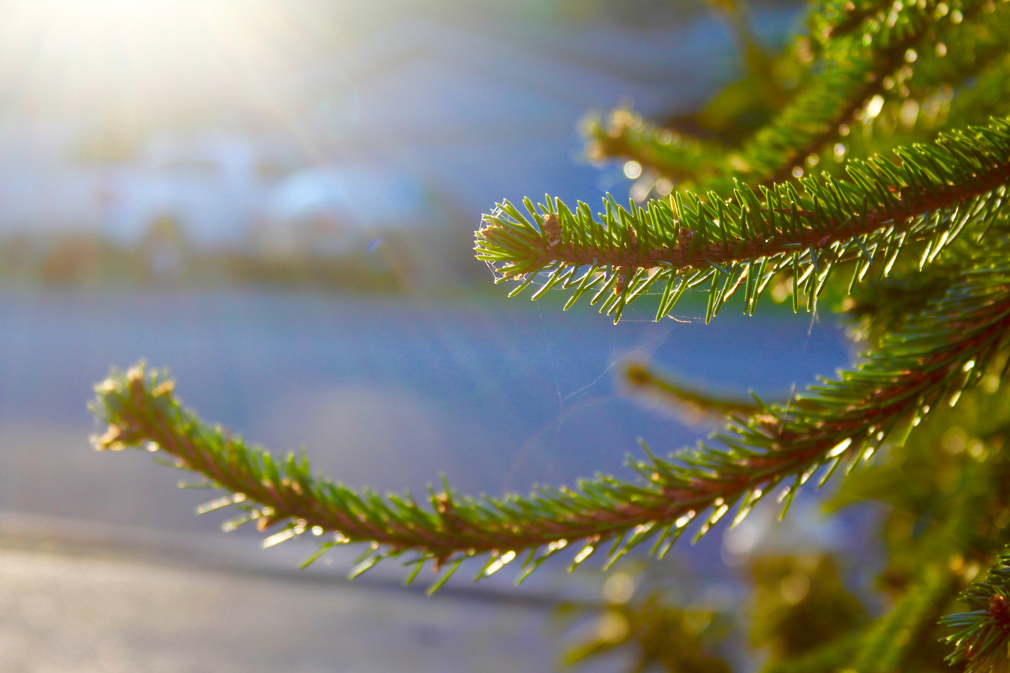 Canon EF-S 18-55mm F3.5-5.6 sample photo. Nature is beautiful photography