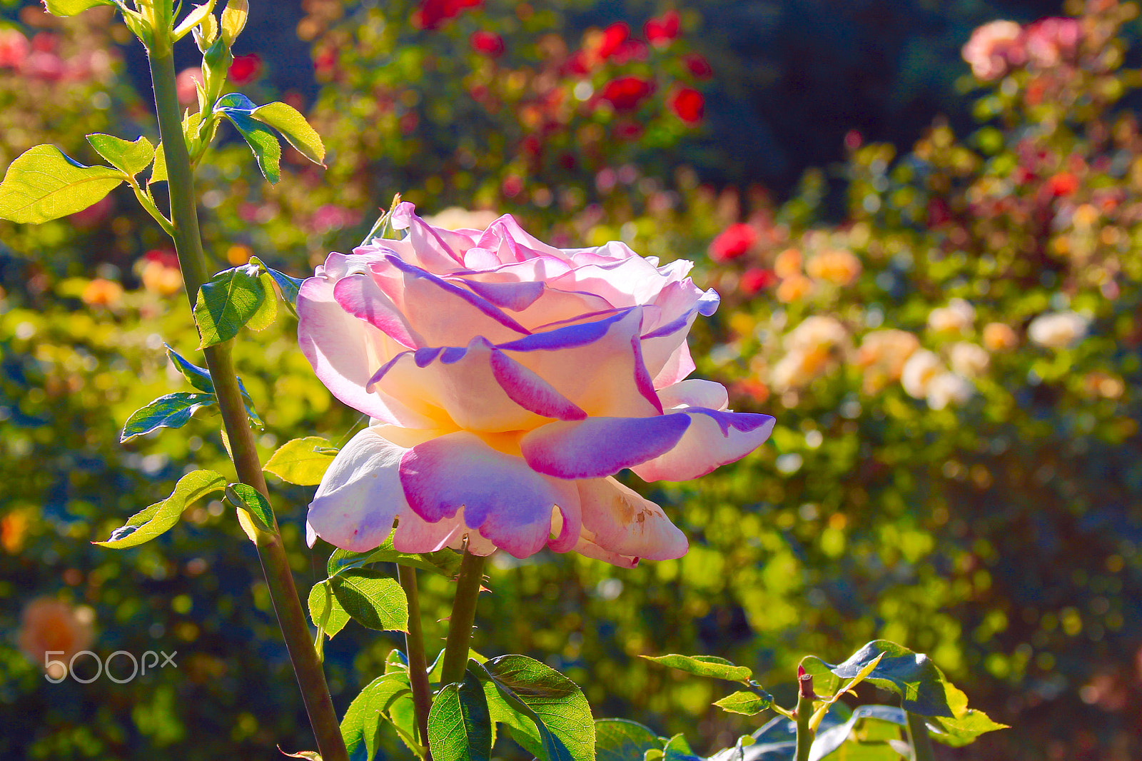 Canon EF-S 18-55mm F3.5-5.6 sample photo. Nature is beautiful photography