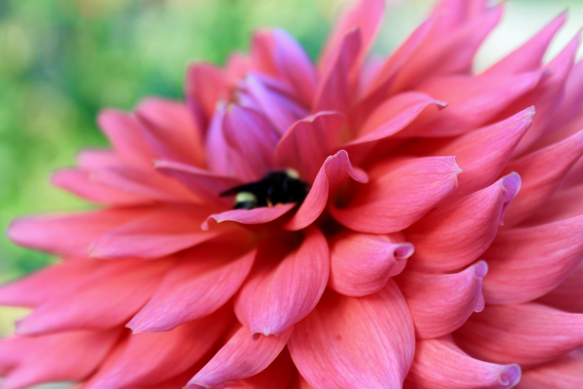 Canon EF-S 18-55mm F3.5-5.6 sample photo. Nature is beautiful photography