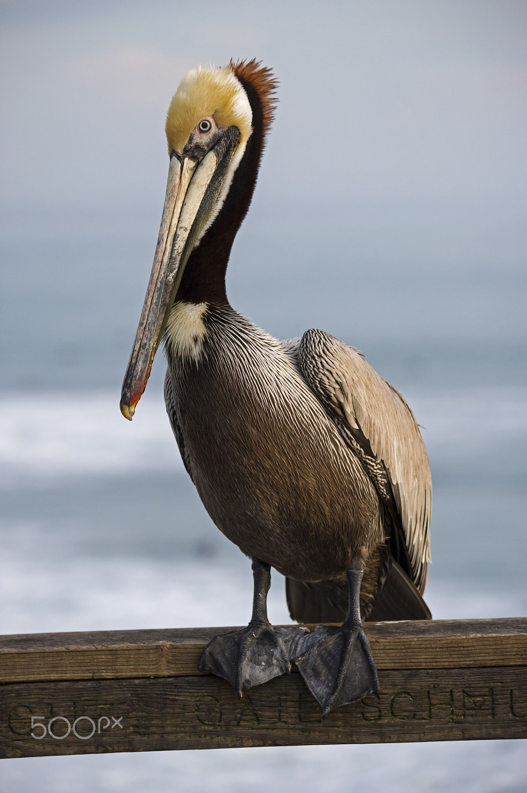 Nikon D3S sample photo. Charlie the pelican on the pier photography