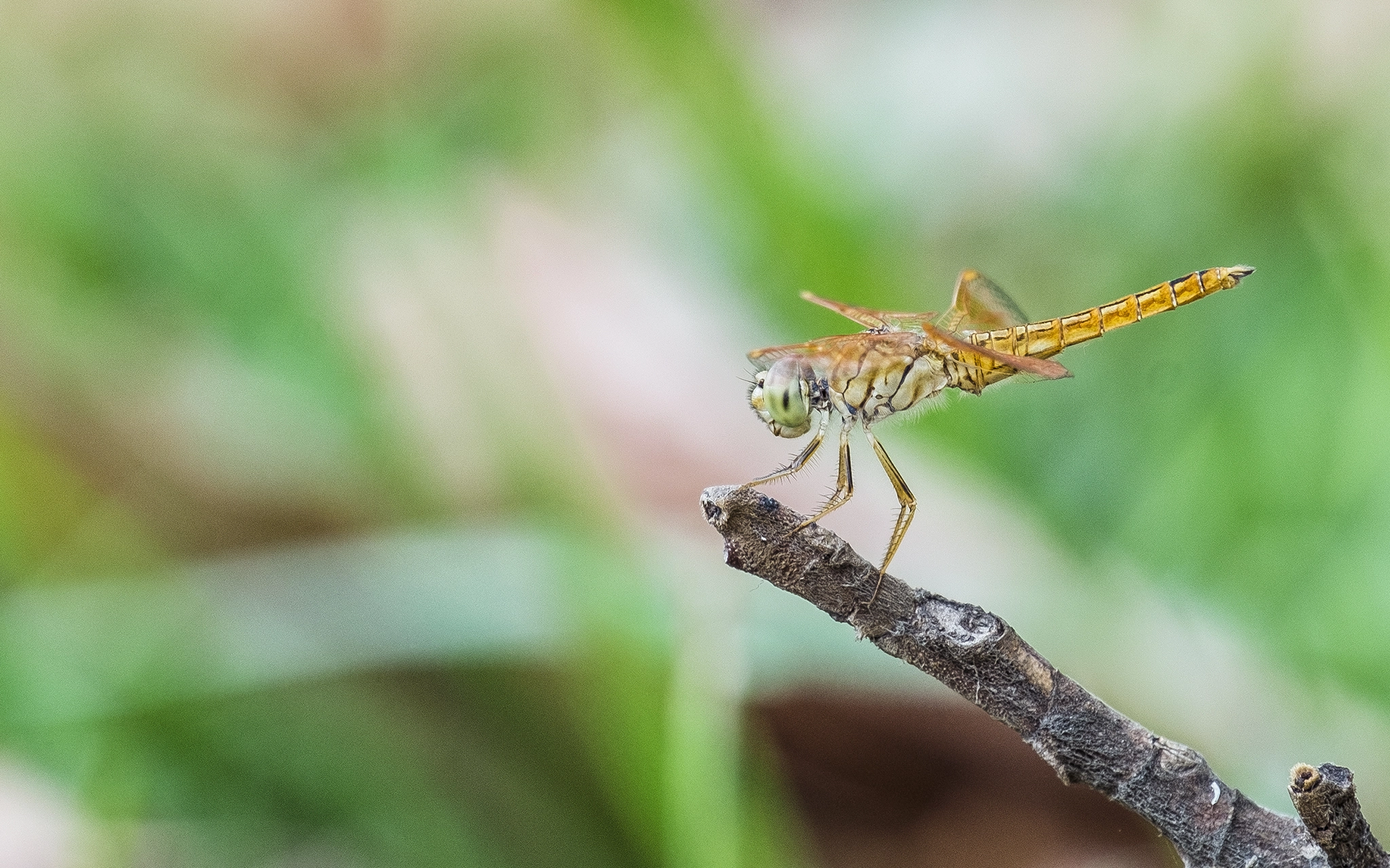 Fujifilm X-Pro1 + Fujifilm XC 50-230mm F4.5-6.7 OIS sample photo. Orange dragonfly photography