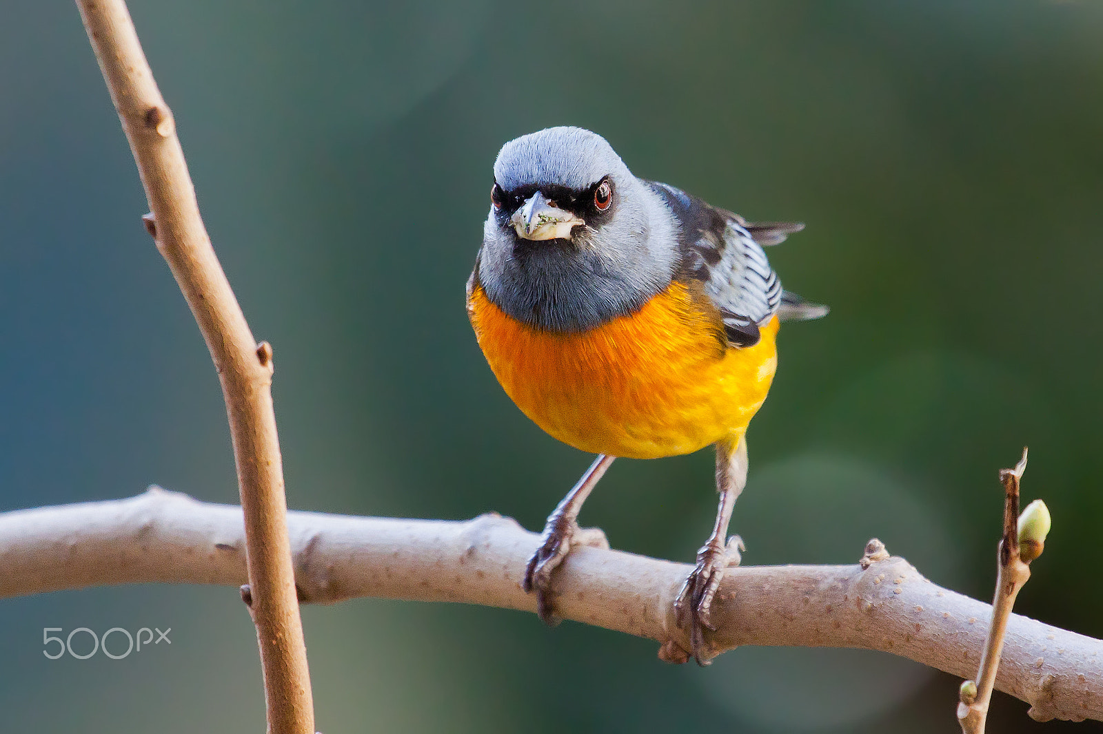 Canon EF 100-400mm F4.5-5.6L IS USM sample photo. Blue-and-yellow tanager in a branch photography