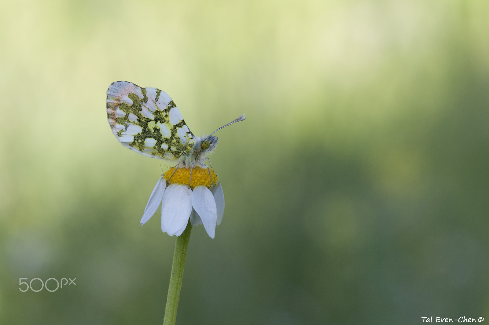 Canon EF 100mm F2.8 Macro USM sample photo. Taking a rest photography