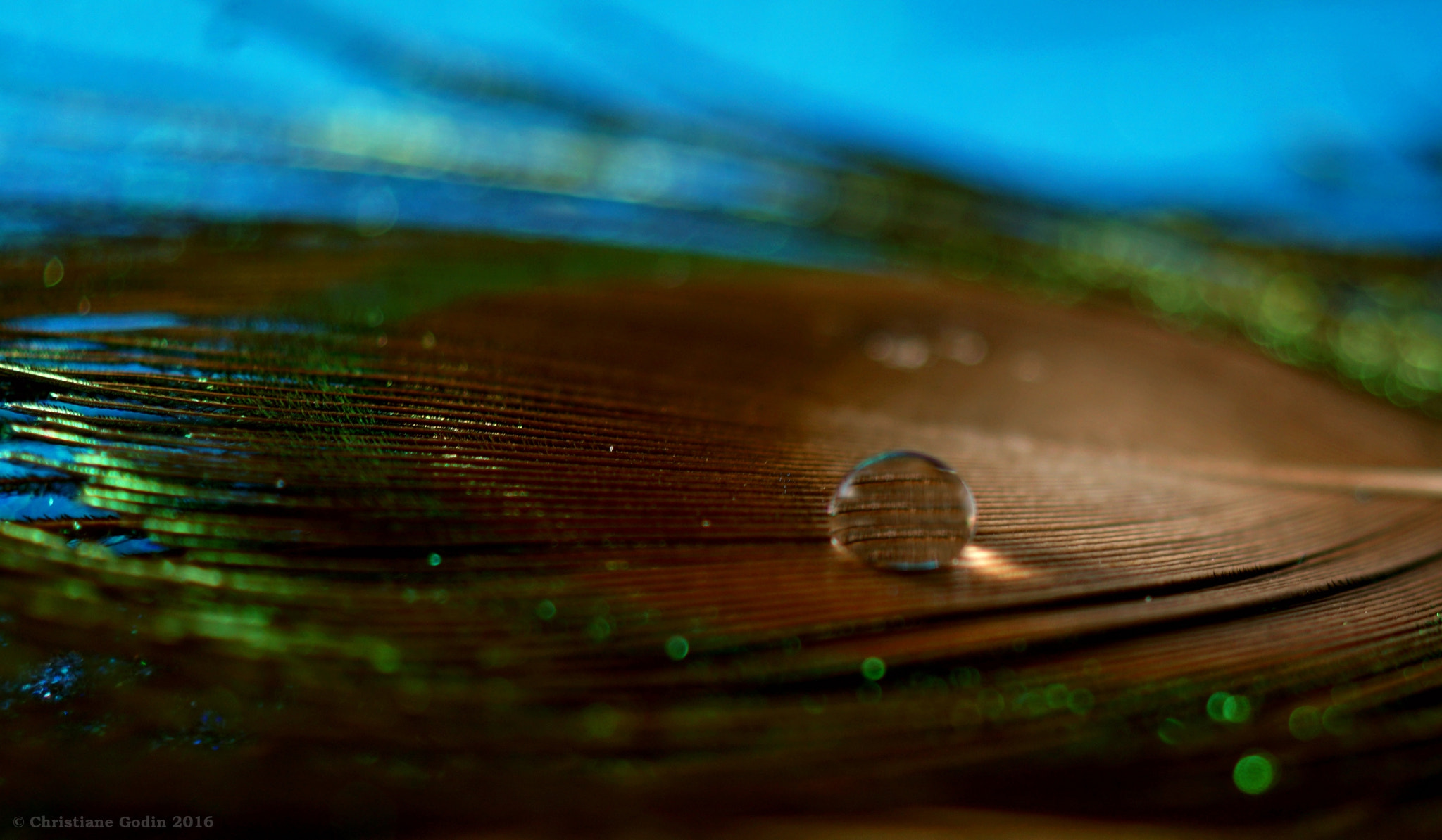Sony DT 30mm F2.8 Macro SAM sample photo. Peacock's pride ... photography