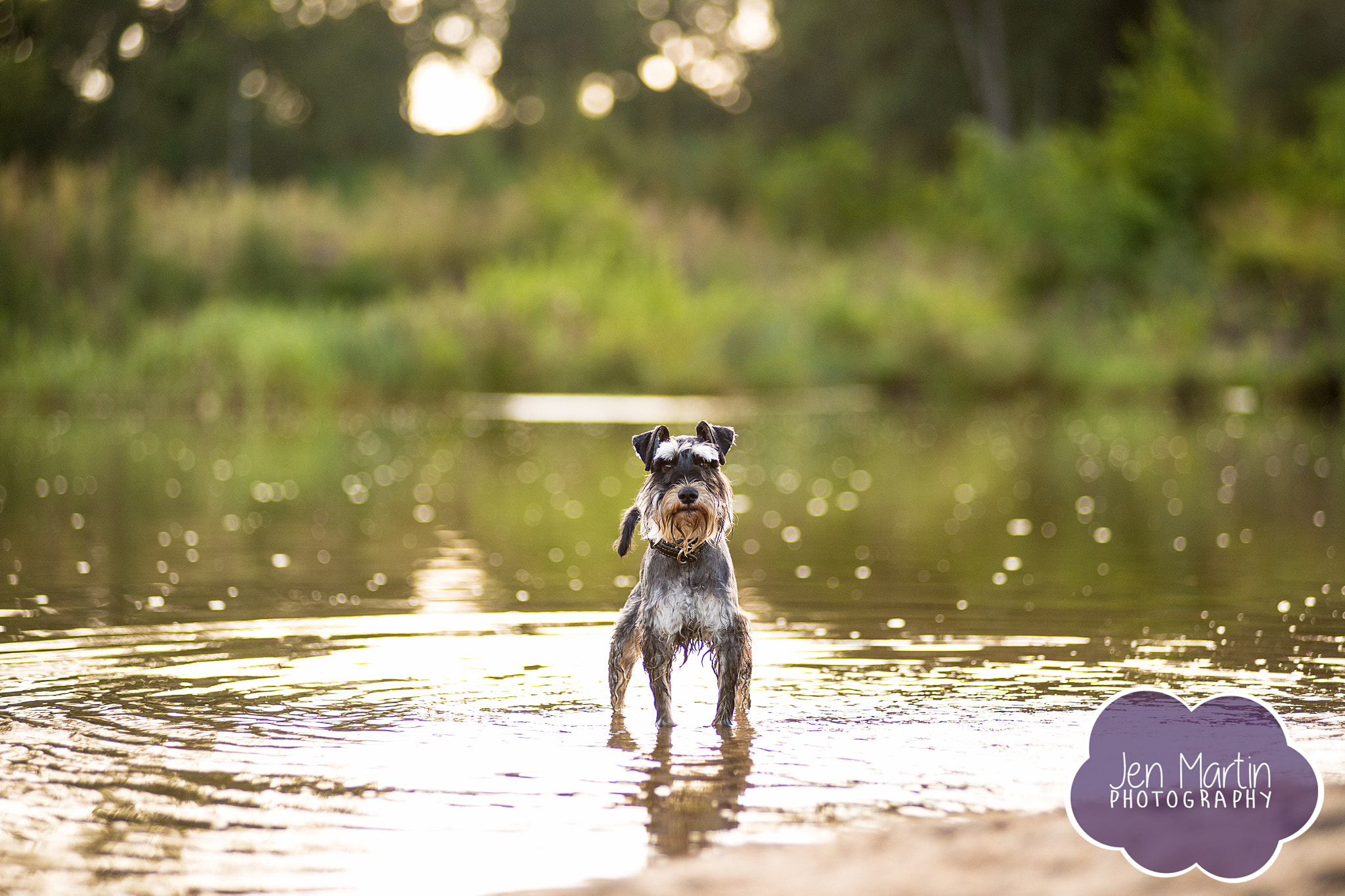 Nikon AF-Nikkor 80-200mm F2.8D ED sample photo. Miniature schnauzer posing at sunrise photography