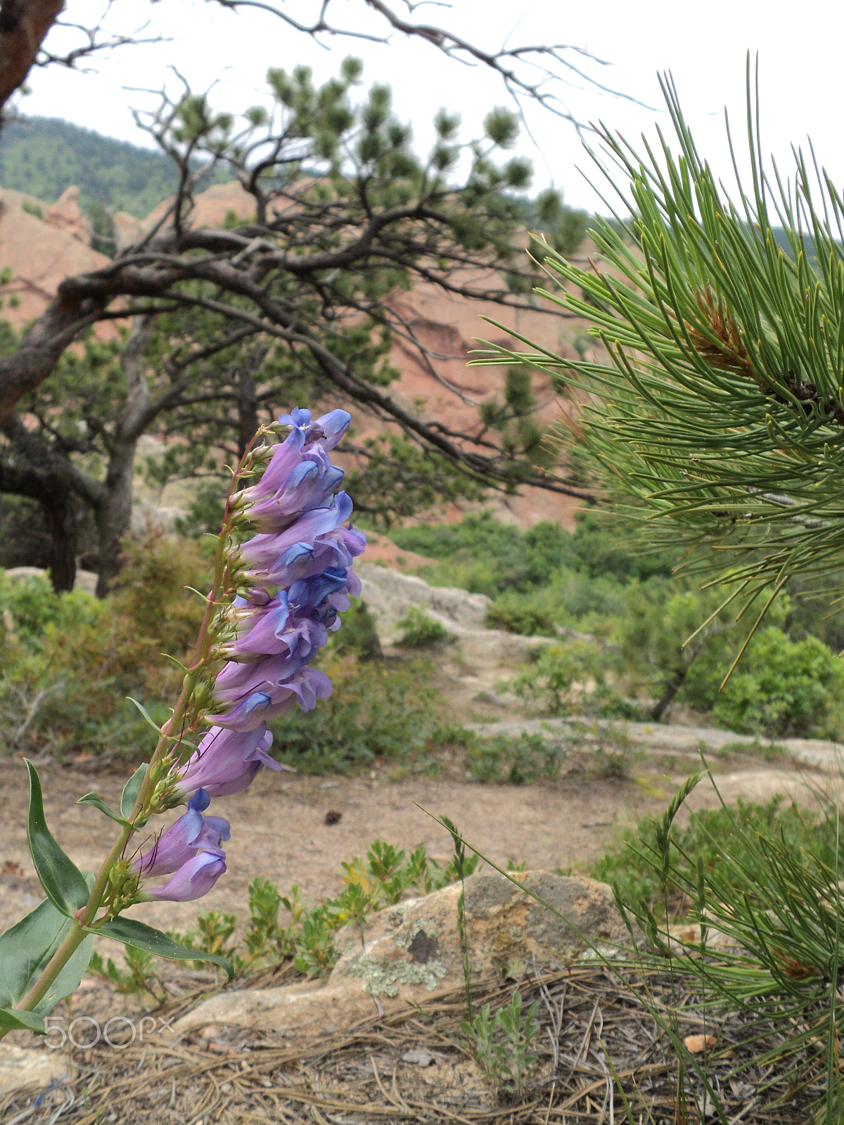 Sony DSC-S2100 sample photo. Roxborough state park - wildflower photography