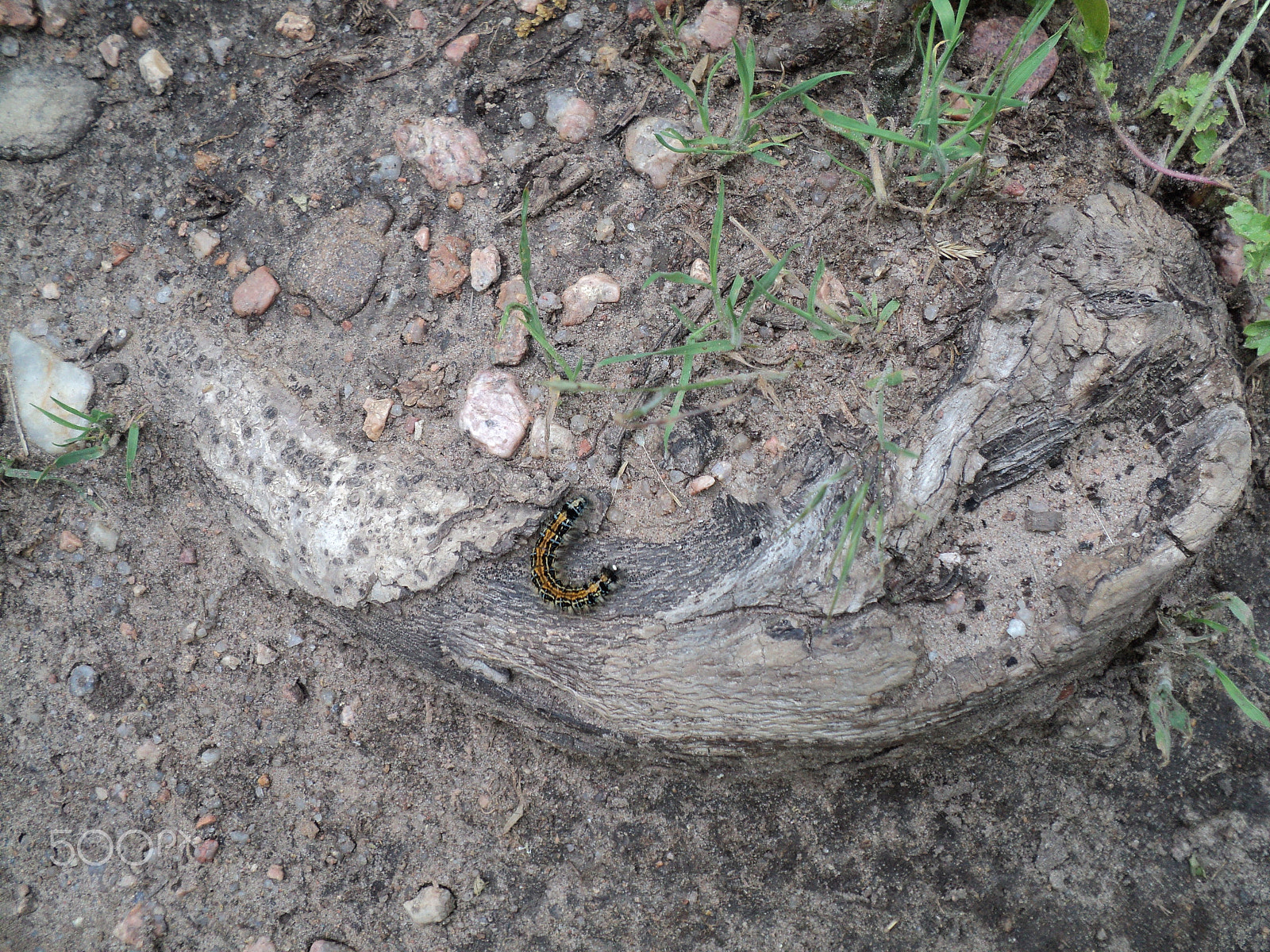 Sony DSC-S2100 sample photo. Roxborough state park- caterpillar photography