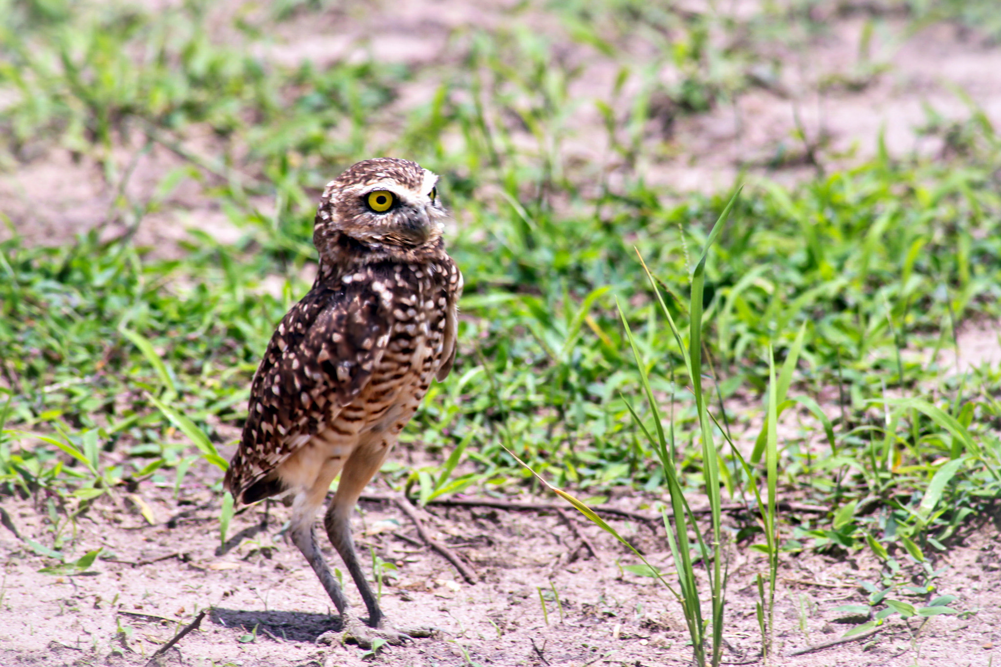 Canon EF 100-300mm F4.5-5.6 USM sample photo. Colombian buho sabanero photography