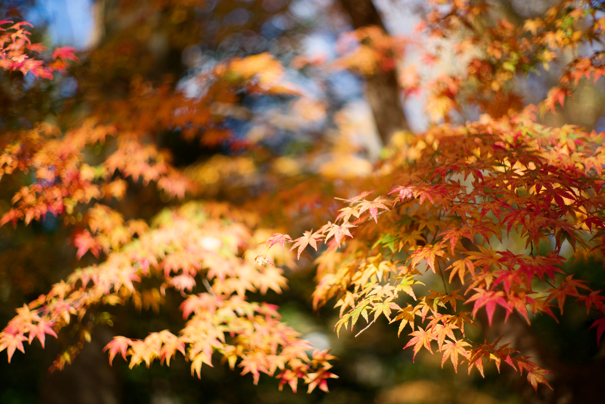 Summilux-M 1:1.4/50 sample photo. 16259882321.jpg photography