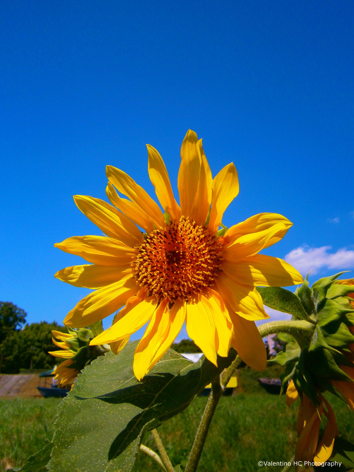 Olympus VG120,D705 sample photo. Sunflower photography