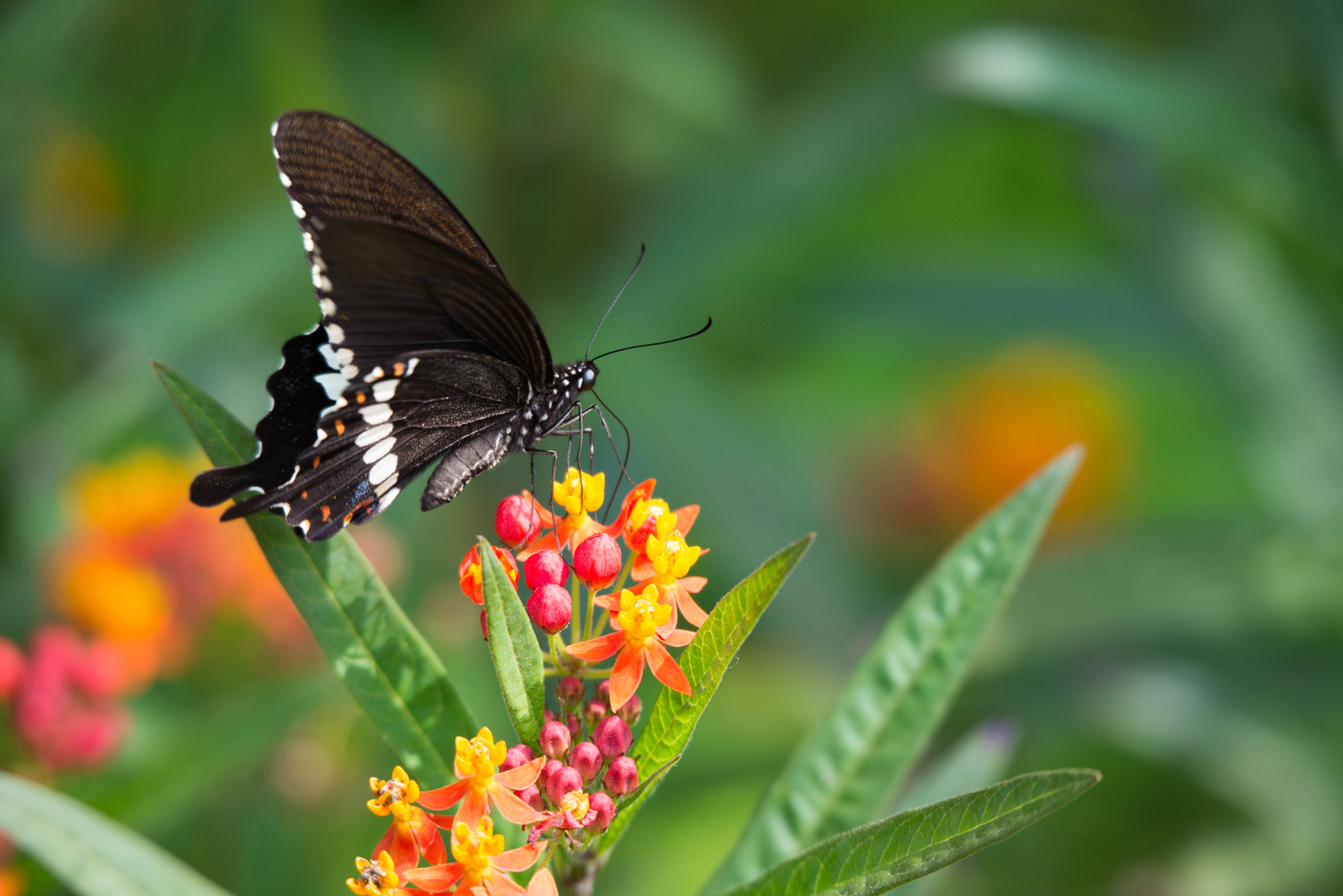 Nikon D610 + Sigma 50-500mm F4.5-6.3 DG OS HSM sample photo. Butterfly photography