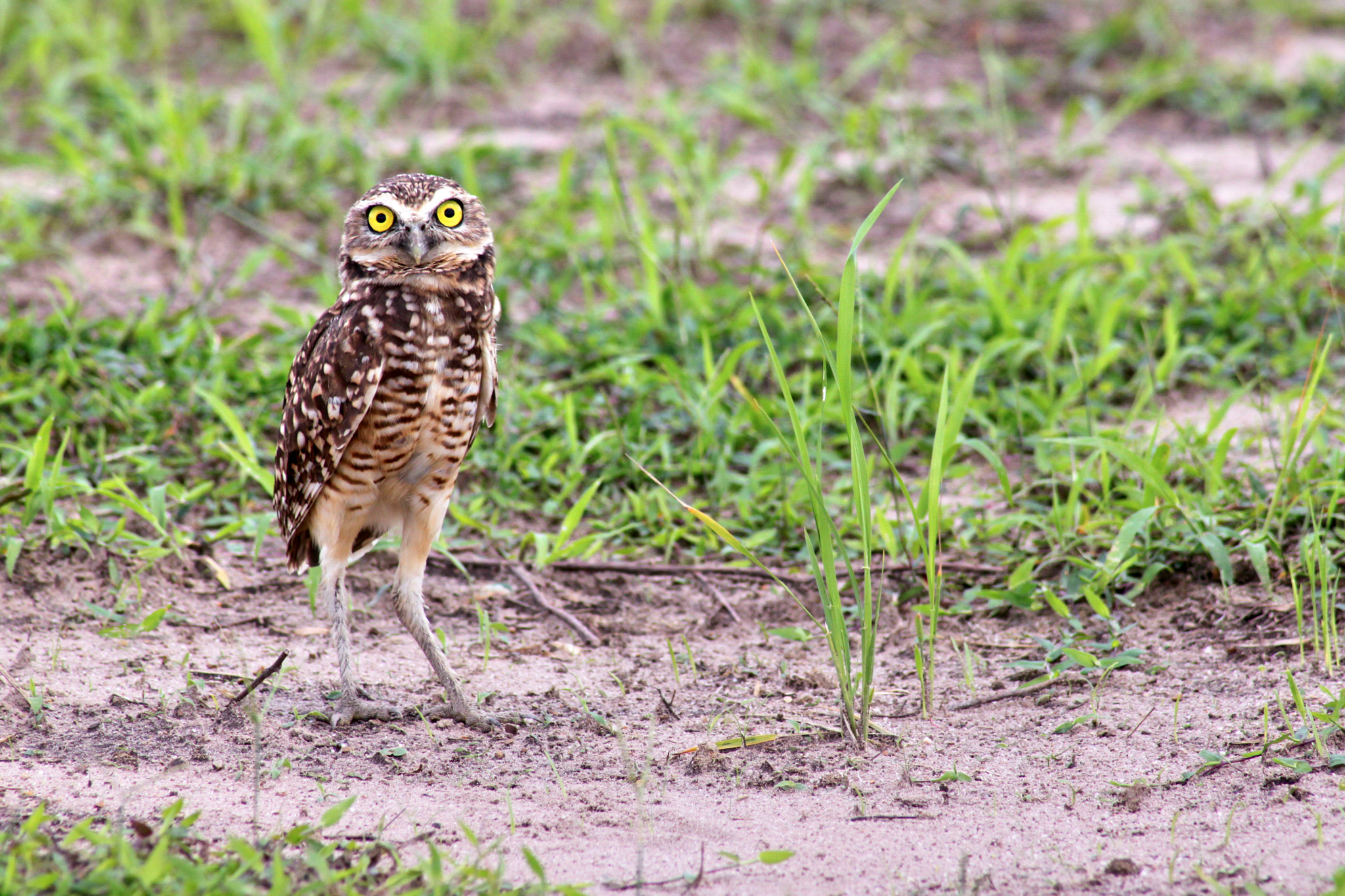Canon EF 100-300mm F4.5-5.6 USM sample photo. Colombian buho sabanero 2 photography