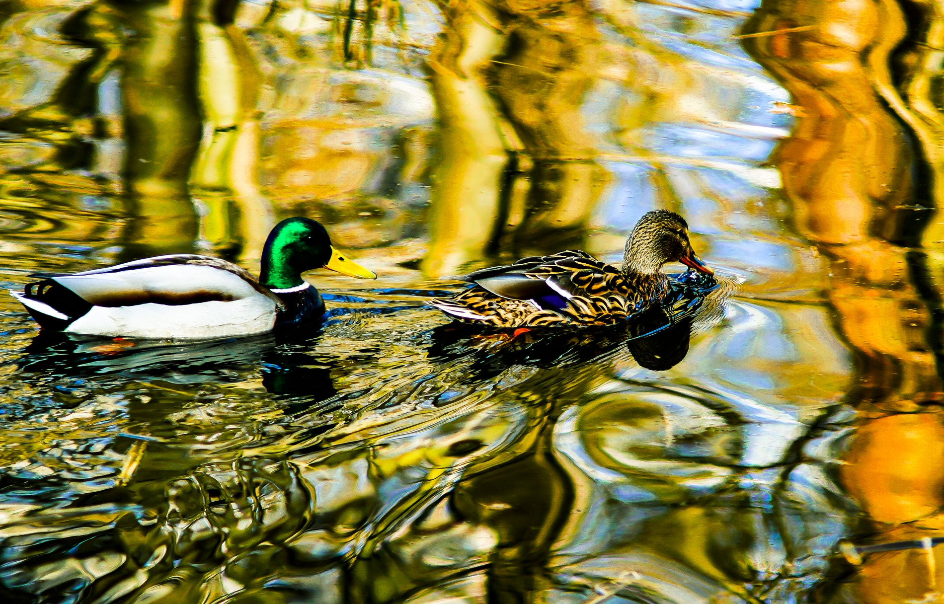 Minolta AF 70-210mm F4 Macro sample photo. Mallard couple photography