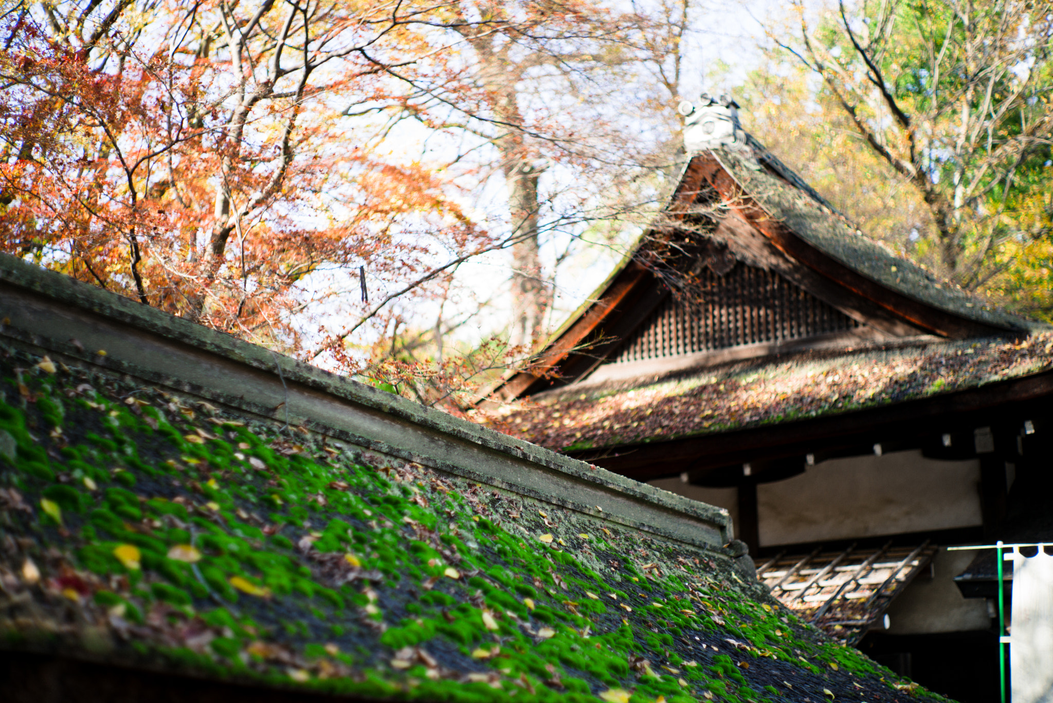 Summilux-M 1:1.4/50 sample photo. 16075839957.jpg photography