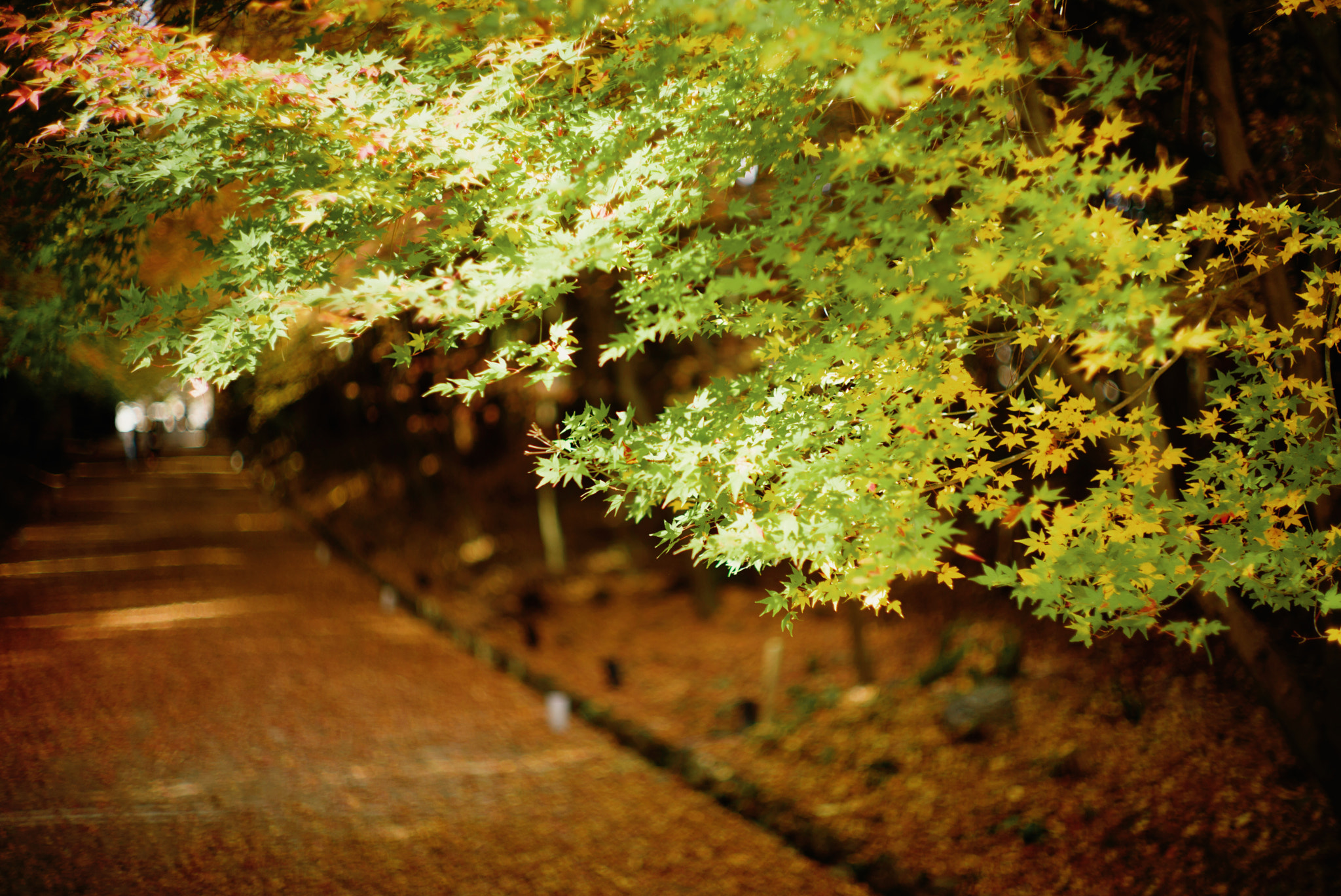 Summilux-M 1:1.4/50 sample photo. 16260874592.jpg photography