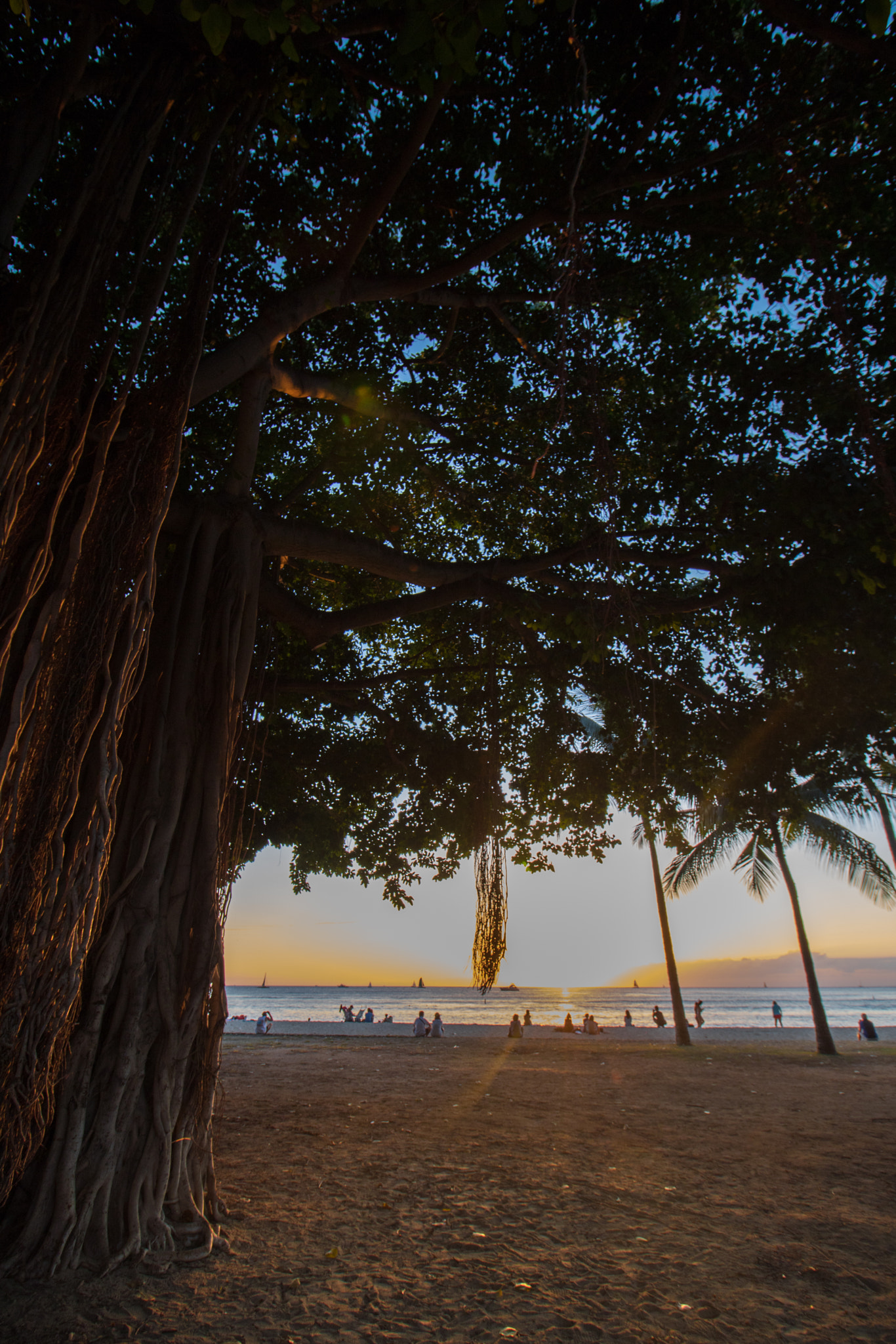 Canon EOS 760D (EOS Rebel T6s / EOS 8000D) sample photo. Sunsettree photography