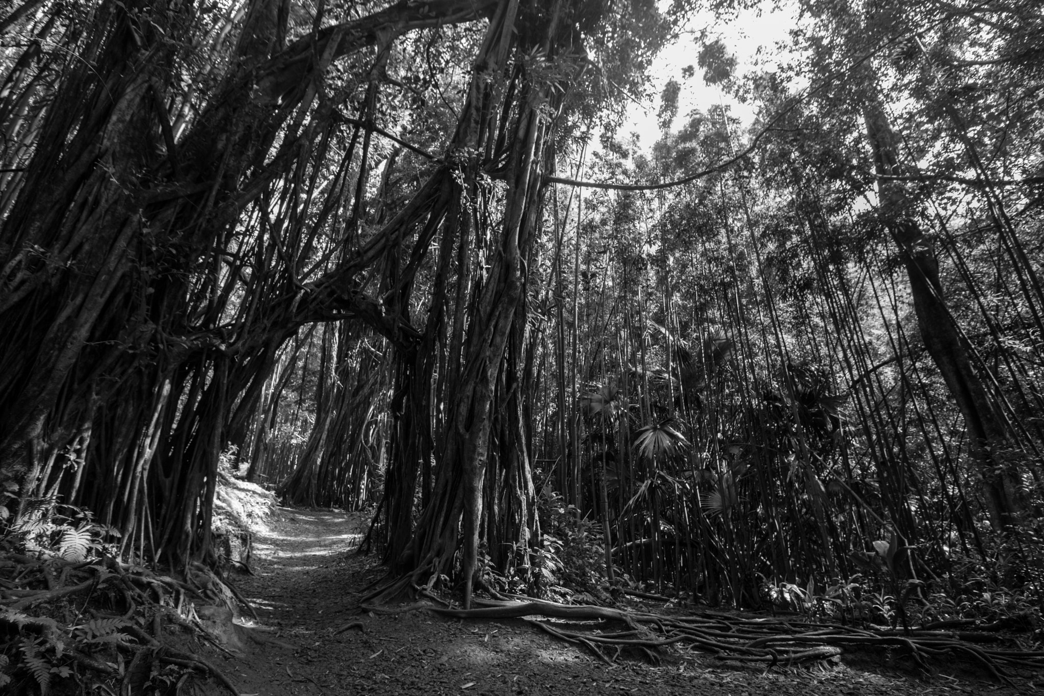 Canon EOS 760D (EOS Rebel T6s / EOS 8000D) sample photo. Treesforest photography