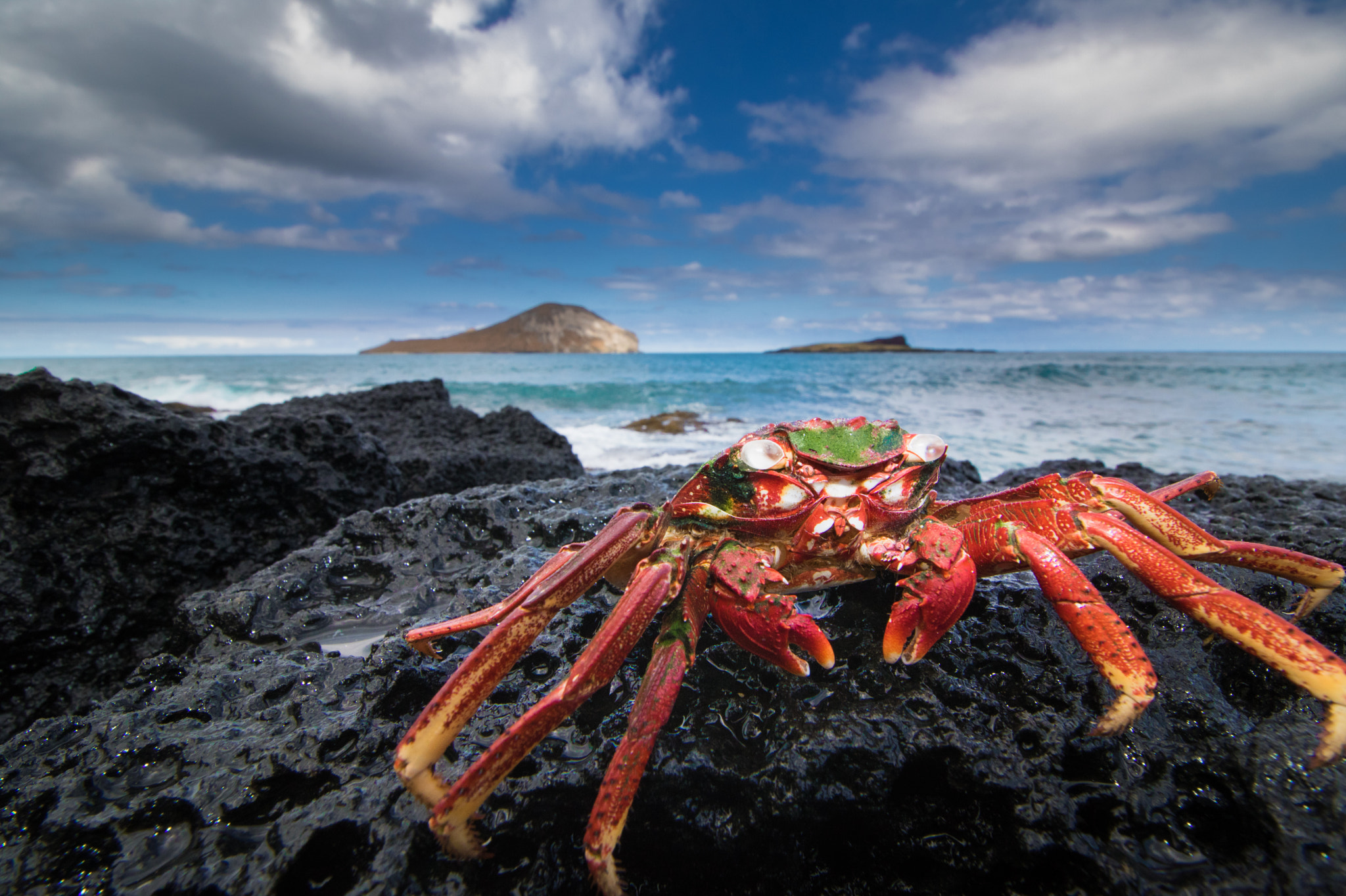 Canon EOS 760D (EOS Rebel T6s / EOS 8000D) + Canon EF-S 10-18mm F4.5–5.6 IS STM sample photo. Crab photography