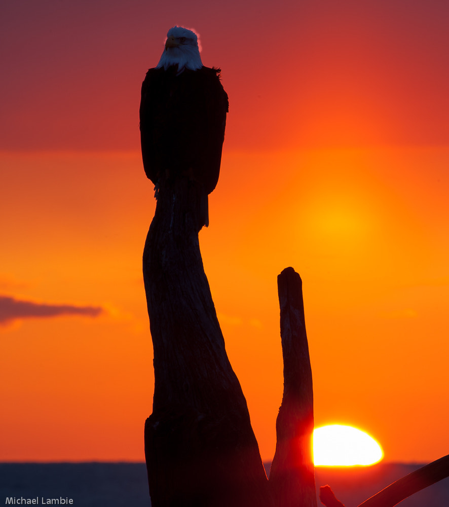 Canon EF 400mm F2.8L IS USM sample photo. Double sun eagle photography