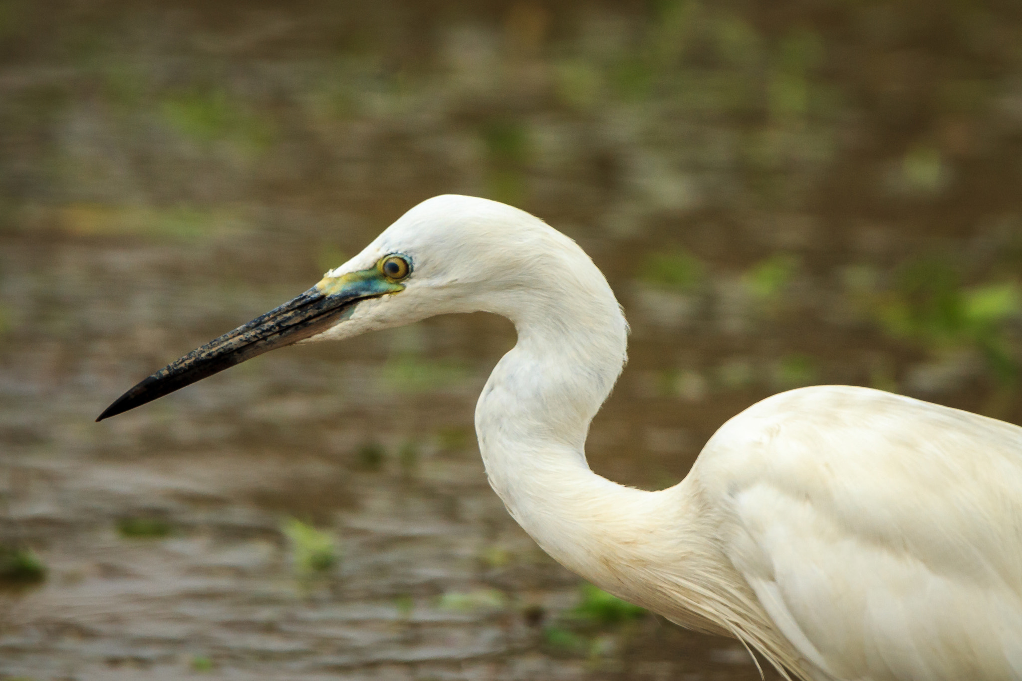 Tamron SP 150-600mm F5-6.3 Di VC USD sample photo. Great egret photography