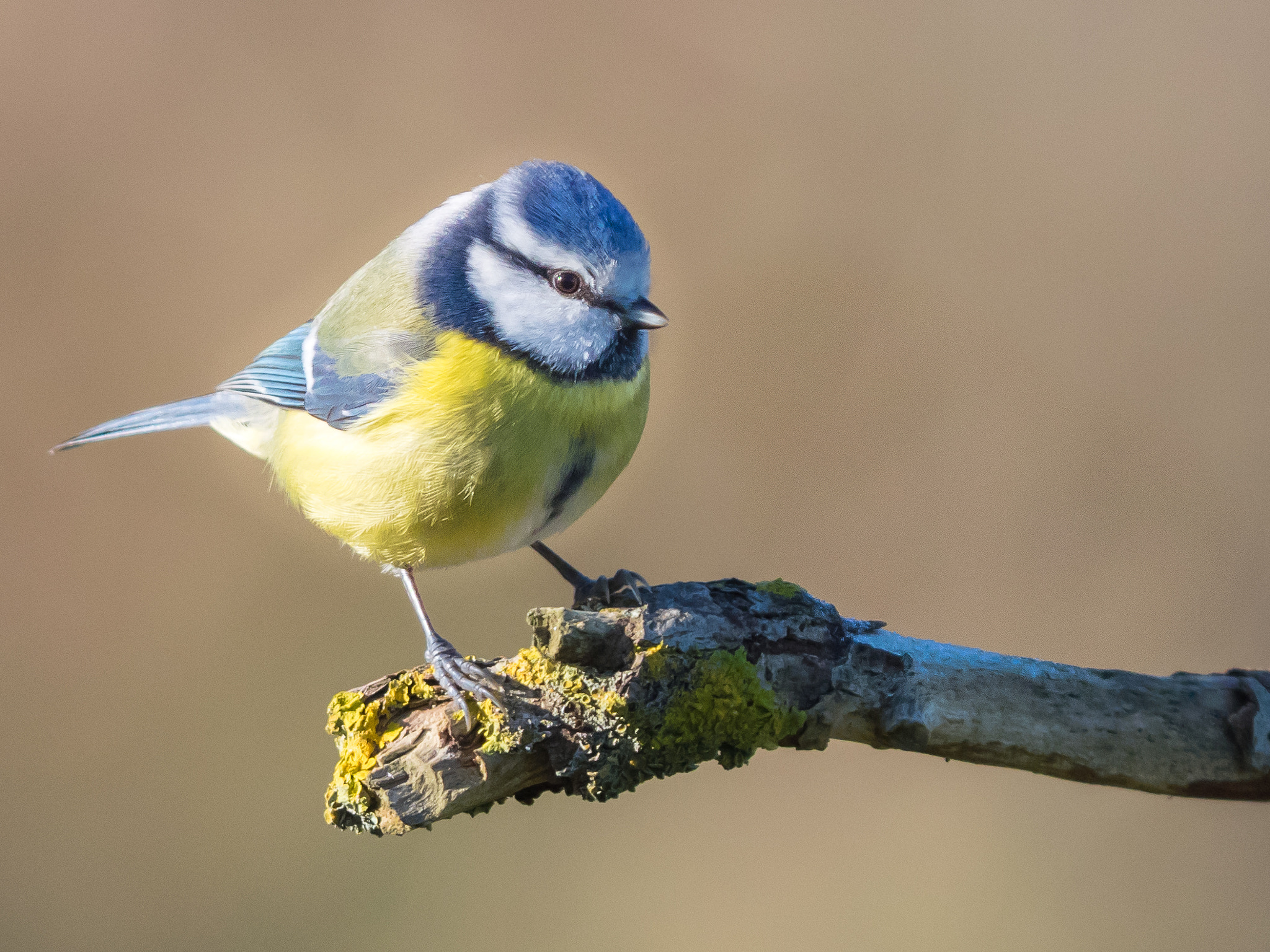 Olympus OM-D E-M1 + OLYMPUS 300mm Lens sample photo. Blaumeise #4 photography